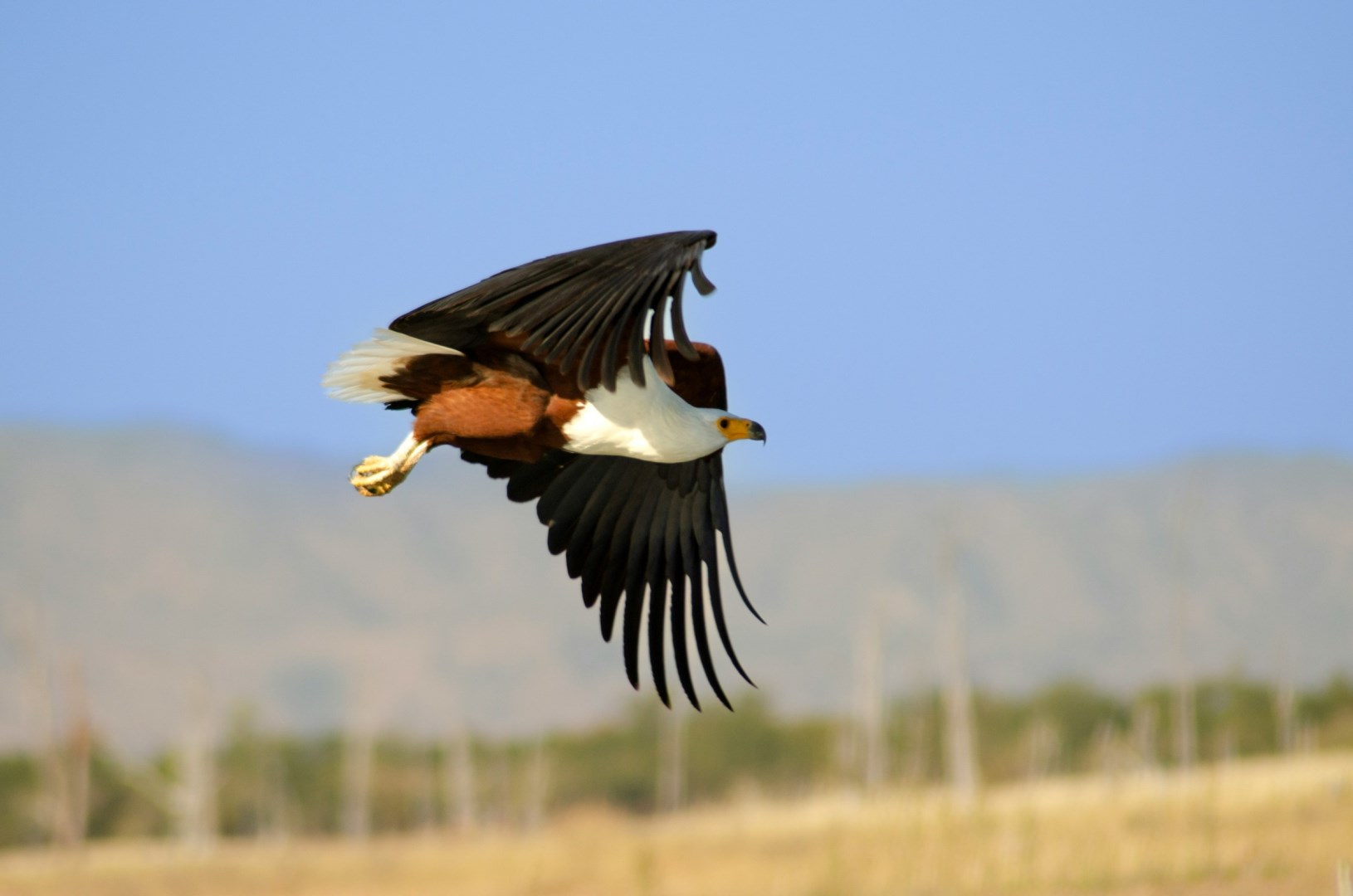 African Fish Eagle - Photo Credit: Photo by Gerhard Venter on Unsplash
