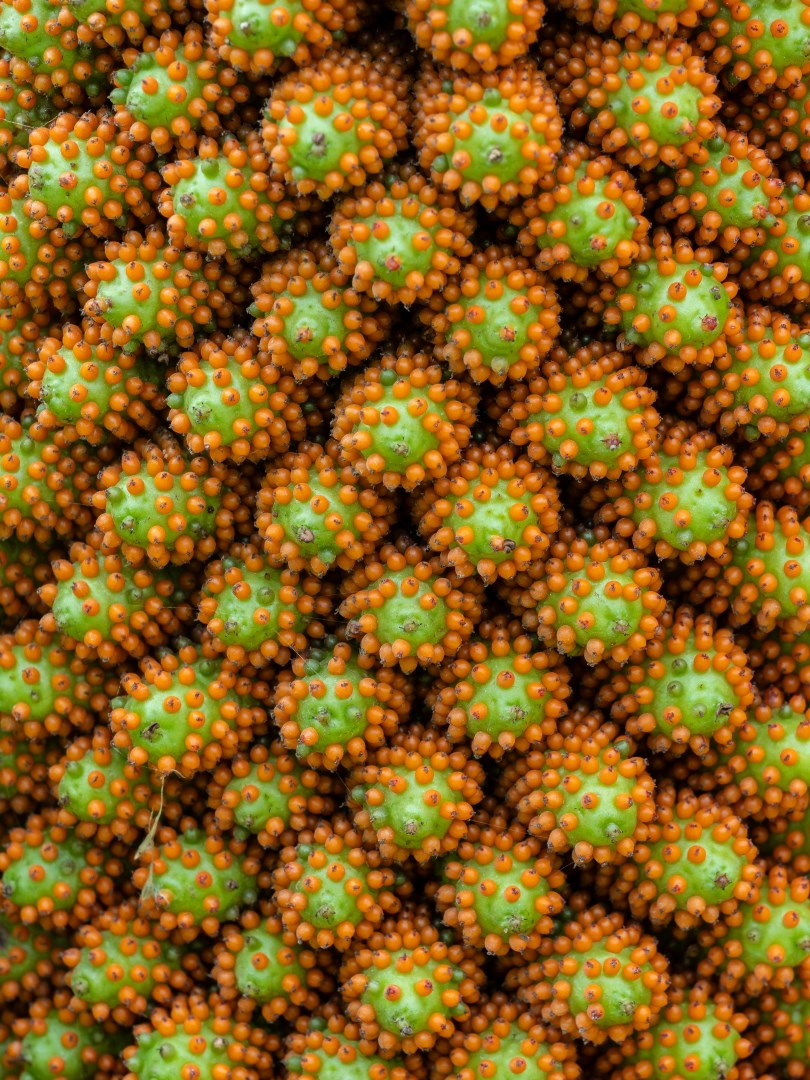 Gunnera Plant - Photo Credit: Photo by William Warby on Unsplash