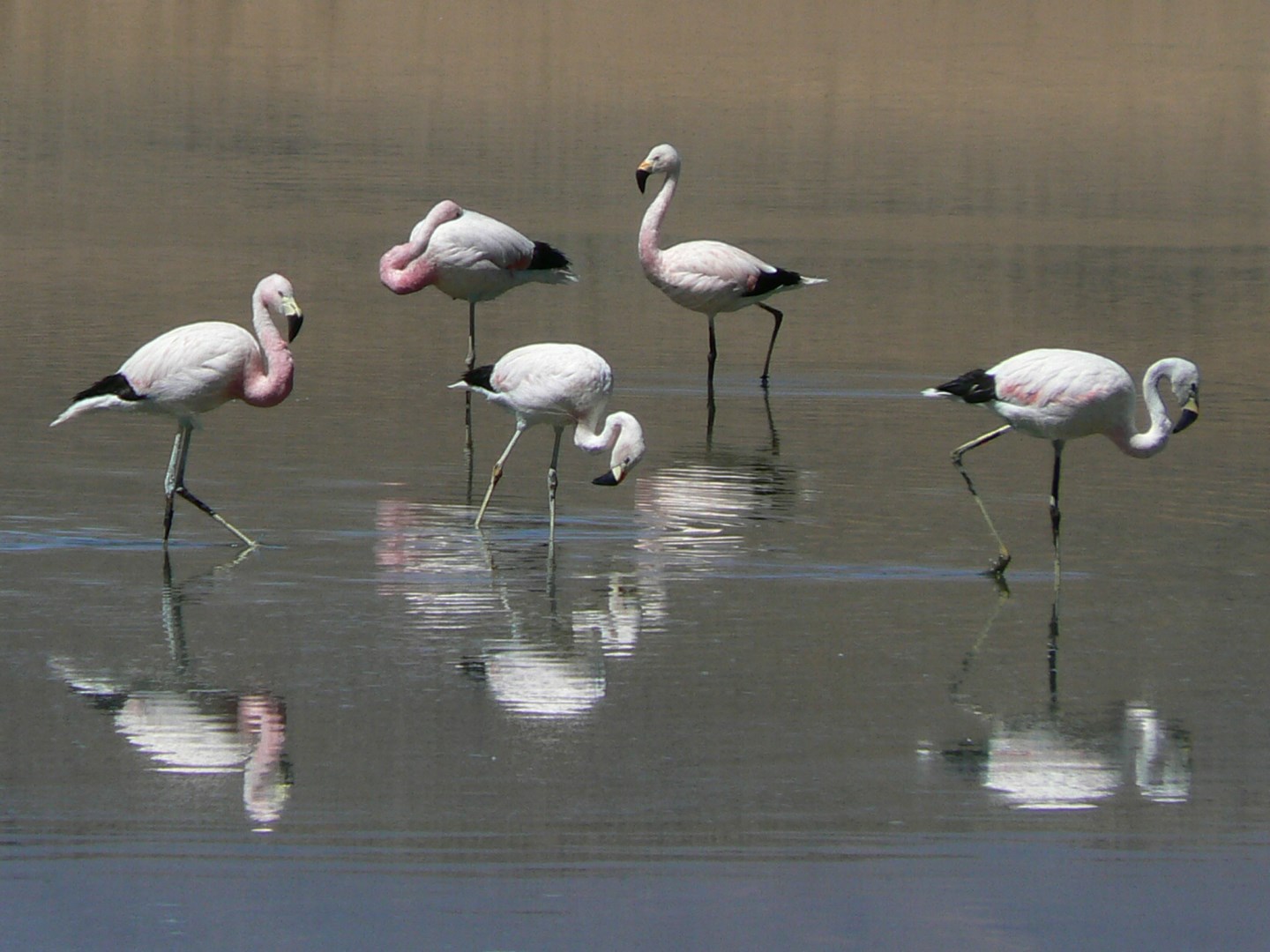 Laguna Cañapa - Photo Credit: Photo by Iain and Sarah from Wikimedia