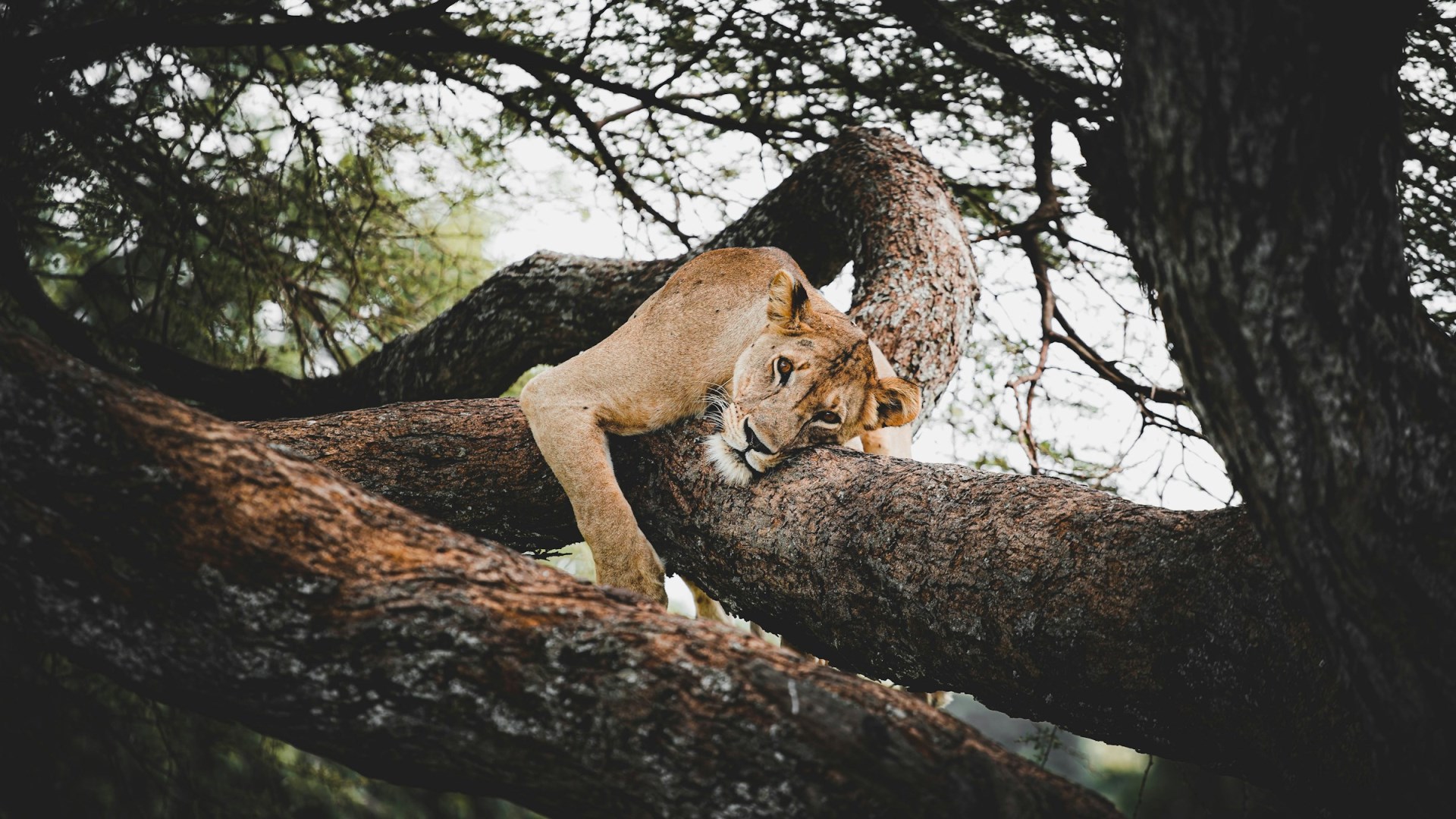  Photo Credit: Photo by Tom kitto on Unsplash