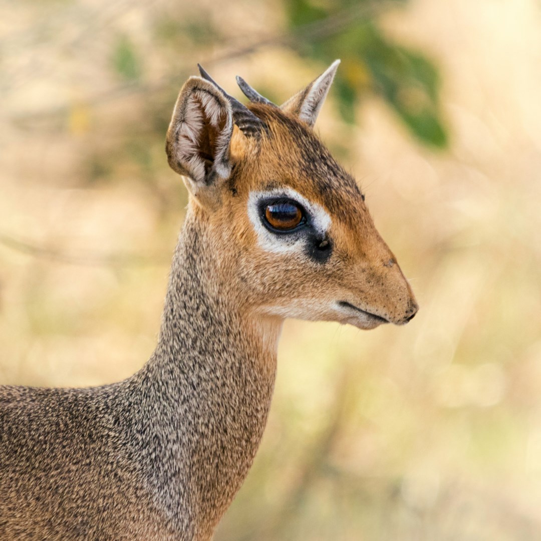 dik-dik - Photo Credit: Photo by Team Mfina on Unsplash
