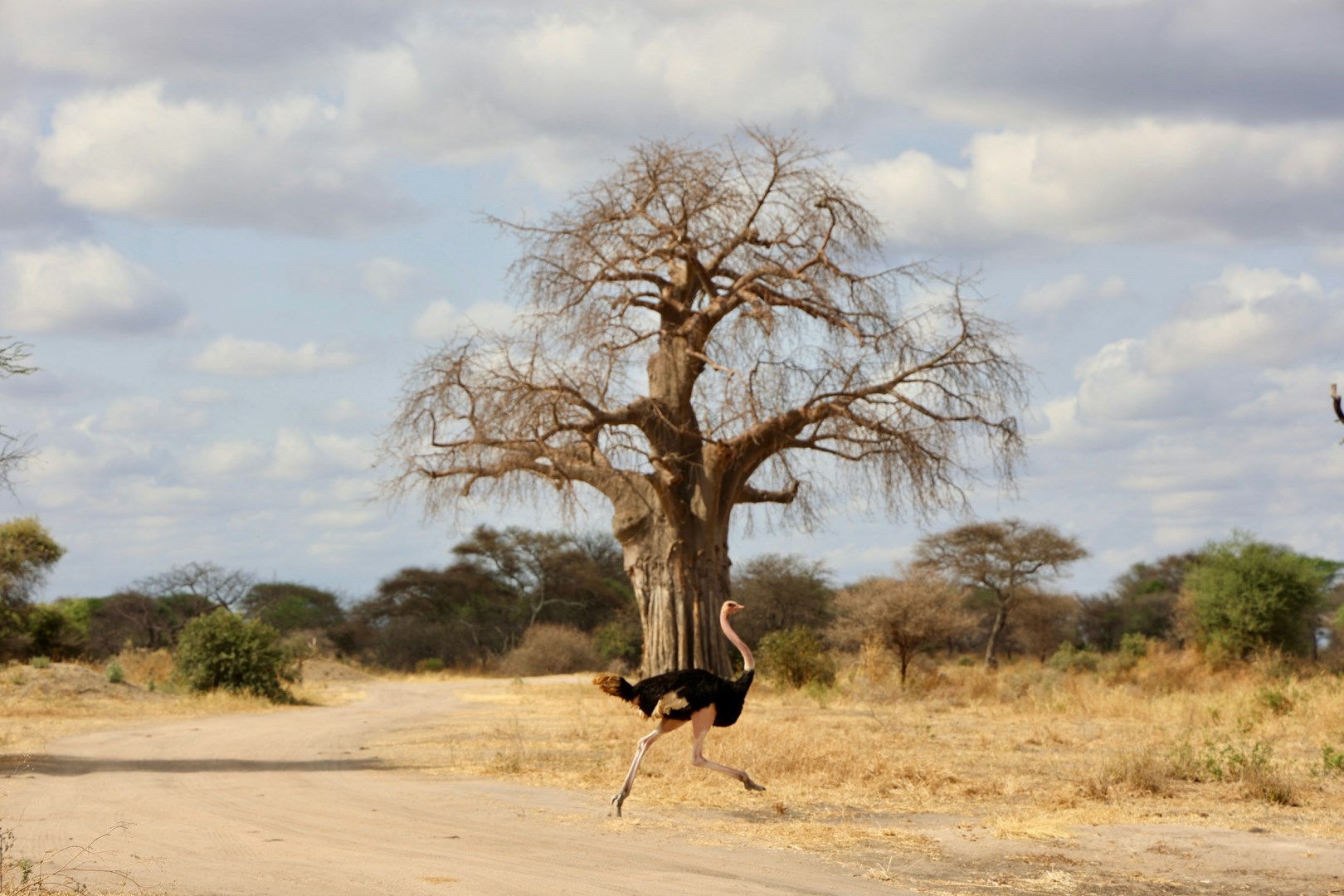  Photo Credit: Photo by Uzuri Safaris Tanzania on Unsplash