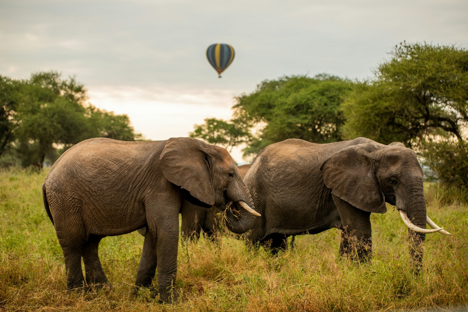  Photo Credit: Photo by Tanzania Wild Sky on Unsplash