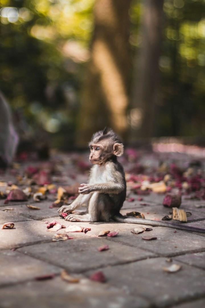 Sacred Monkey Forrest - Photo Credit: Photo by Laura Cros on Unsplash