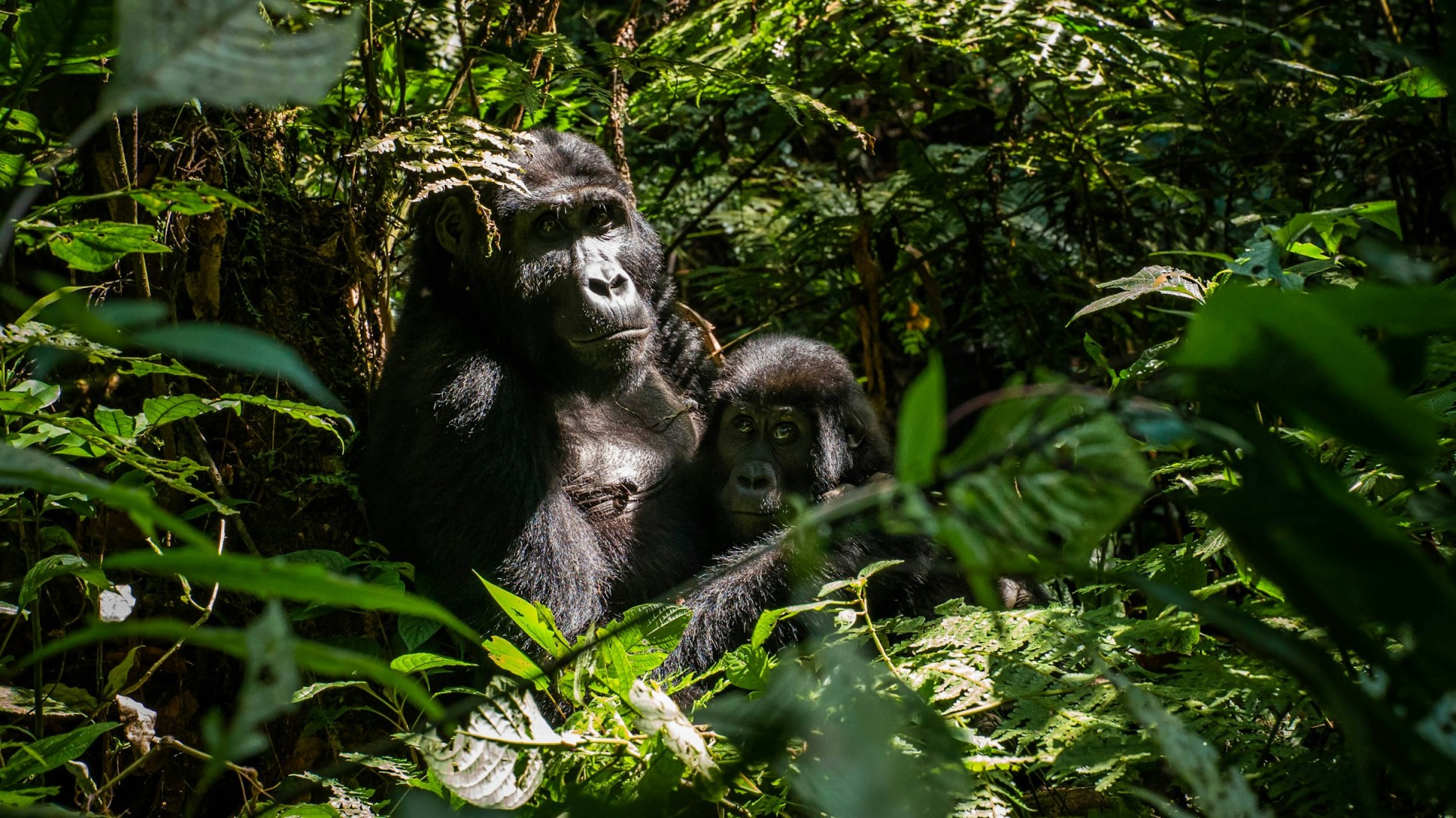 Gorillas - Photo Credit: Photo by 2H Media on Unsplash