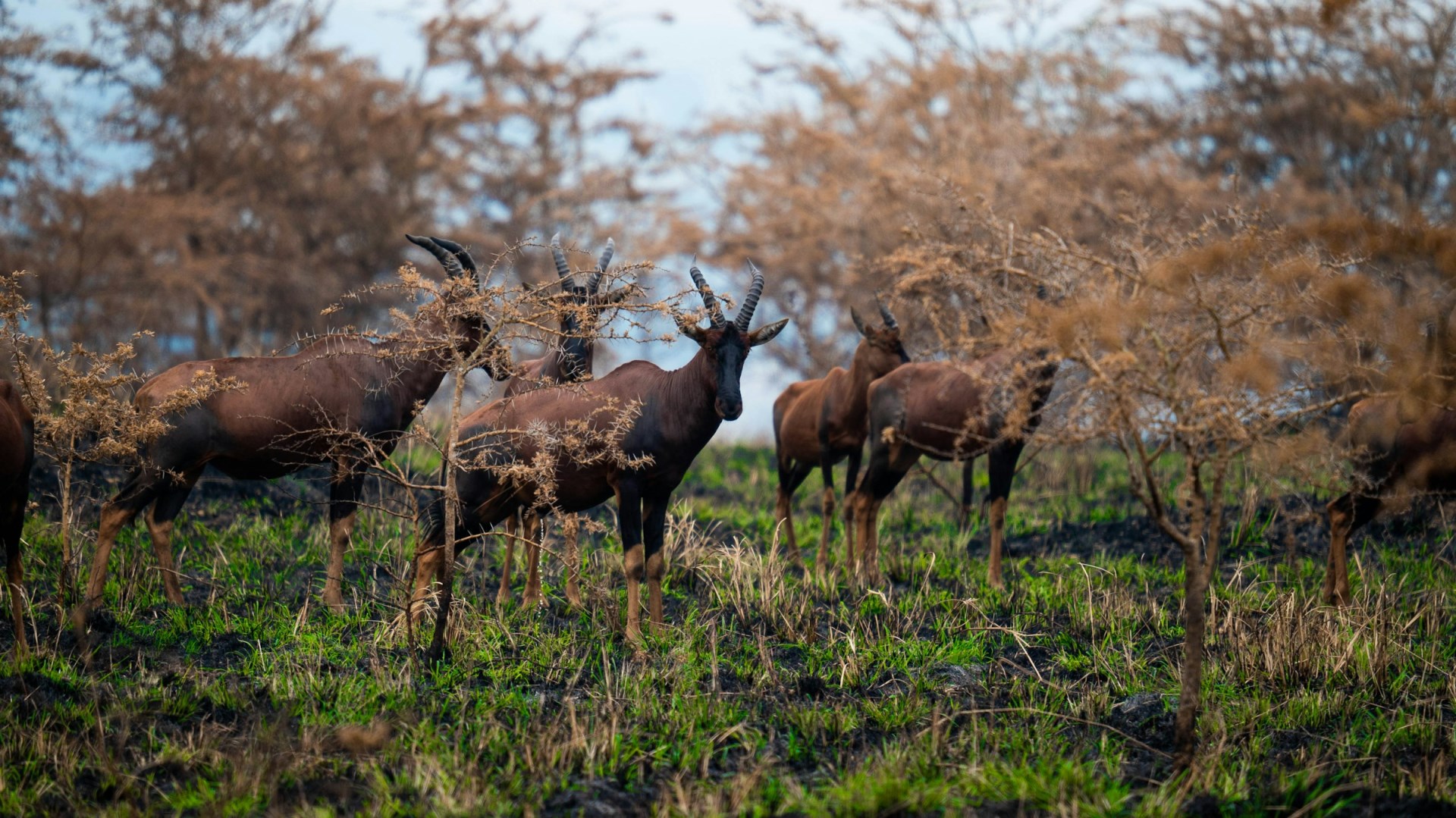A herd of Topi - Photo Credit: Photo by 2H Media on Unsplash