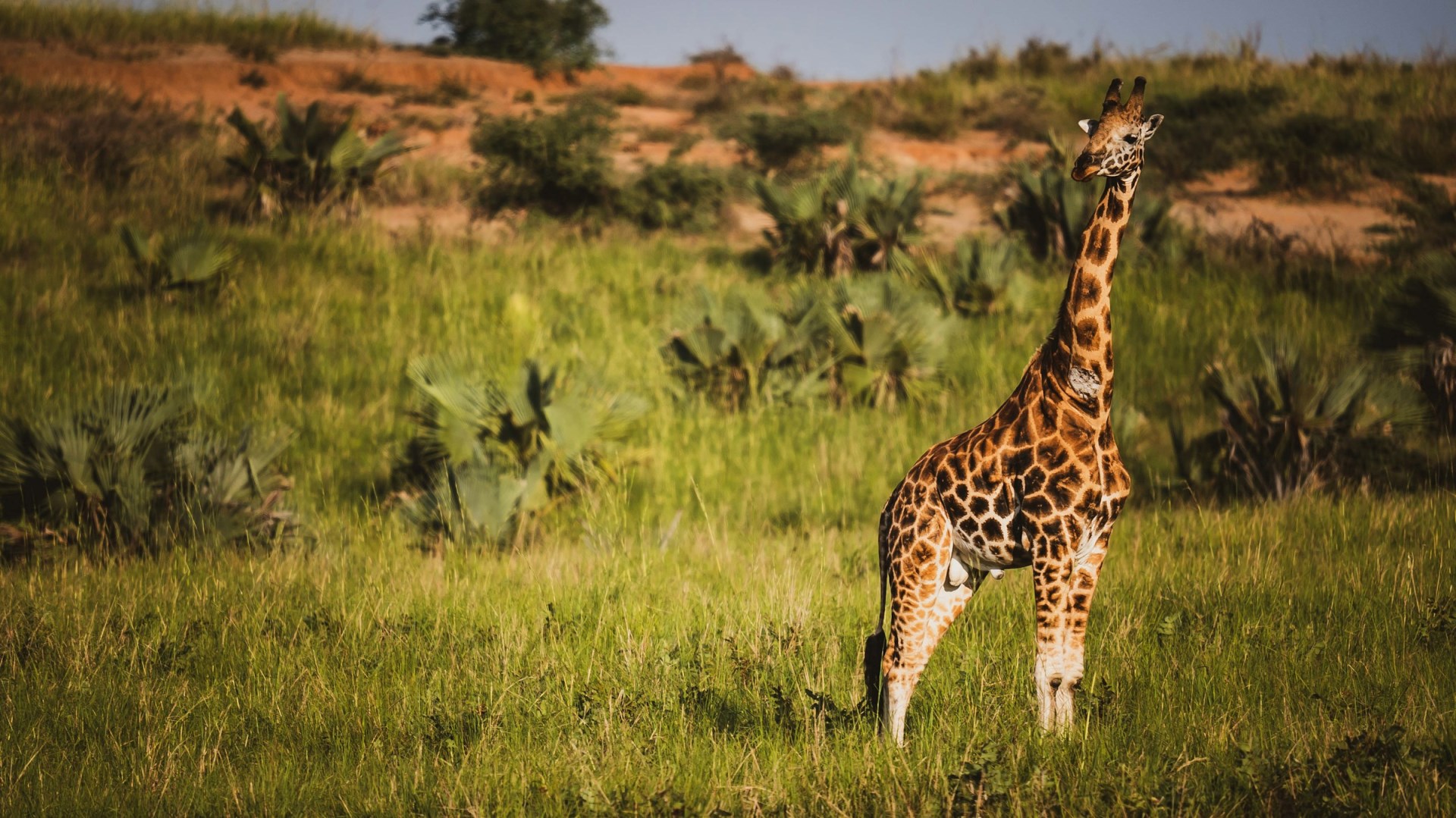 Giraffe - Photo Credit: Photo by 2H Media on Unsplash