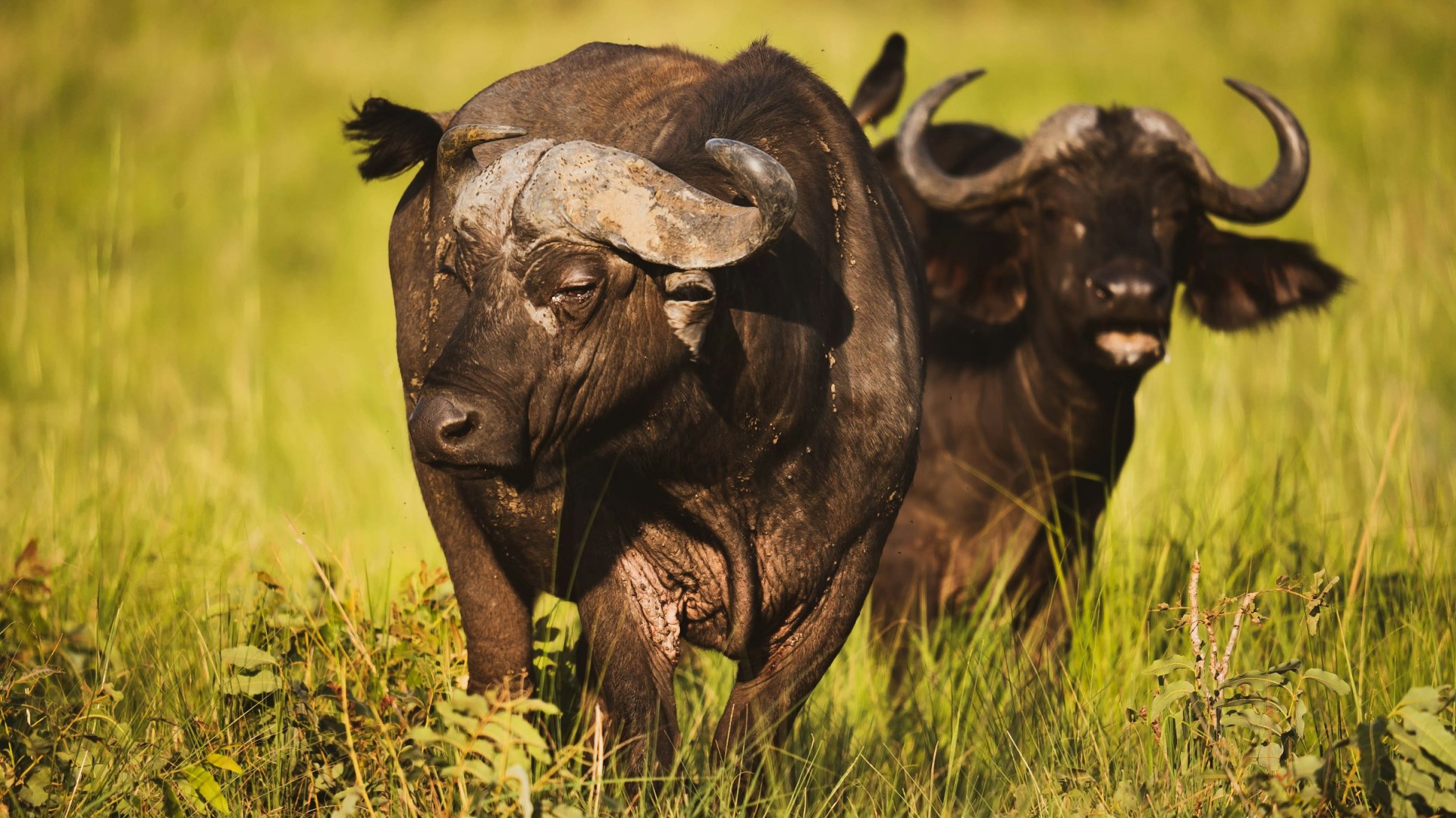 Water buffalo - Photo Credit: Photo by 2H Media on Unsplash