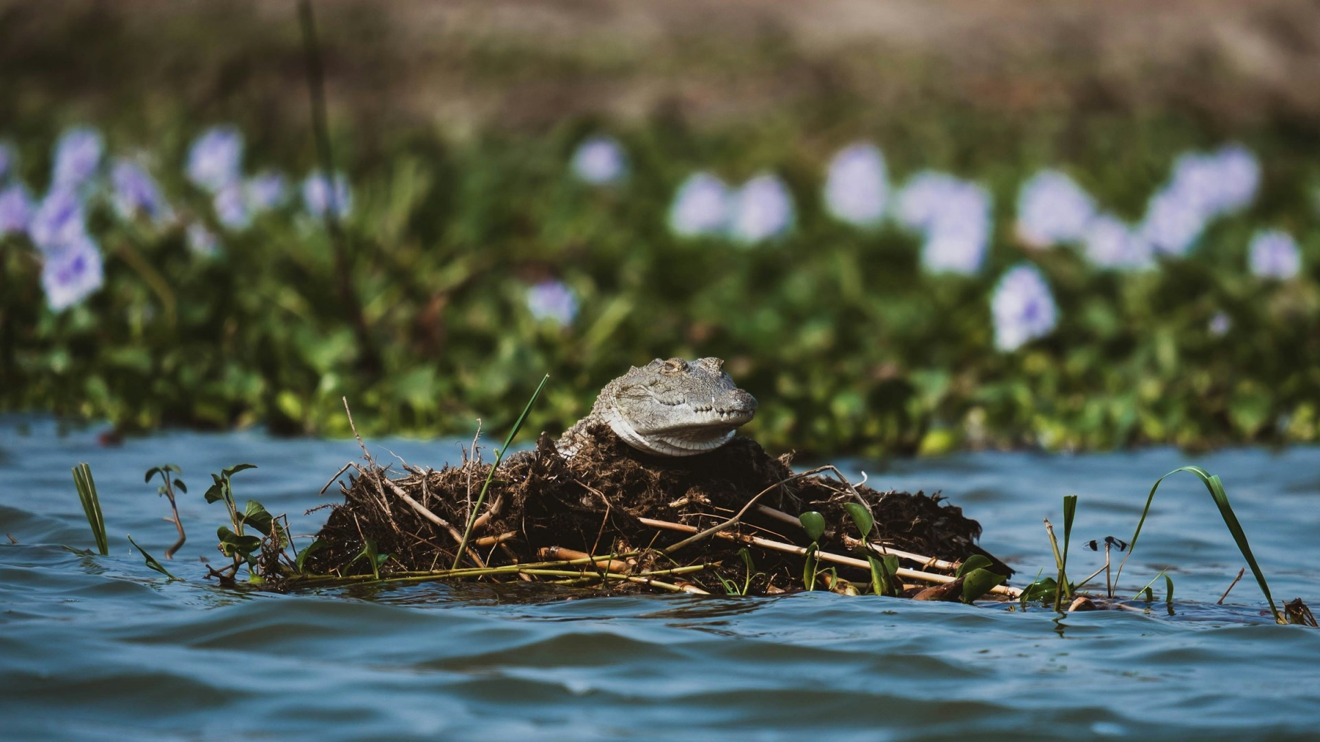  Photo Credit: Photo by 2H Media on Unsplash