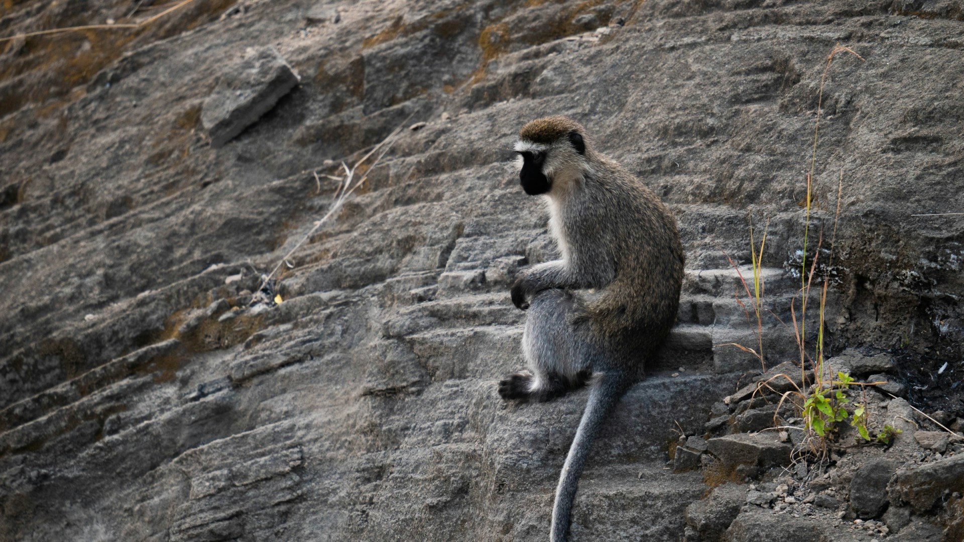 Vervet monkey - Photo Credit: Photo by 2H Media on Unsplash