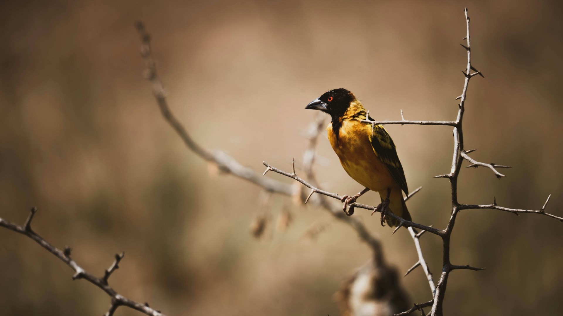 weaver bird - Photo Credit: Photo by 2H Media on Unsplash