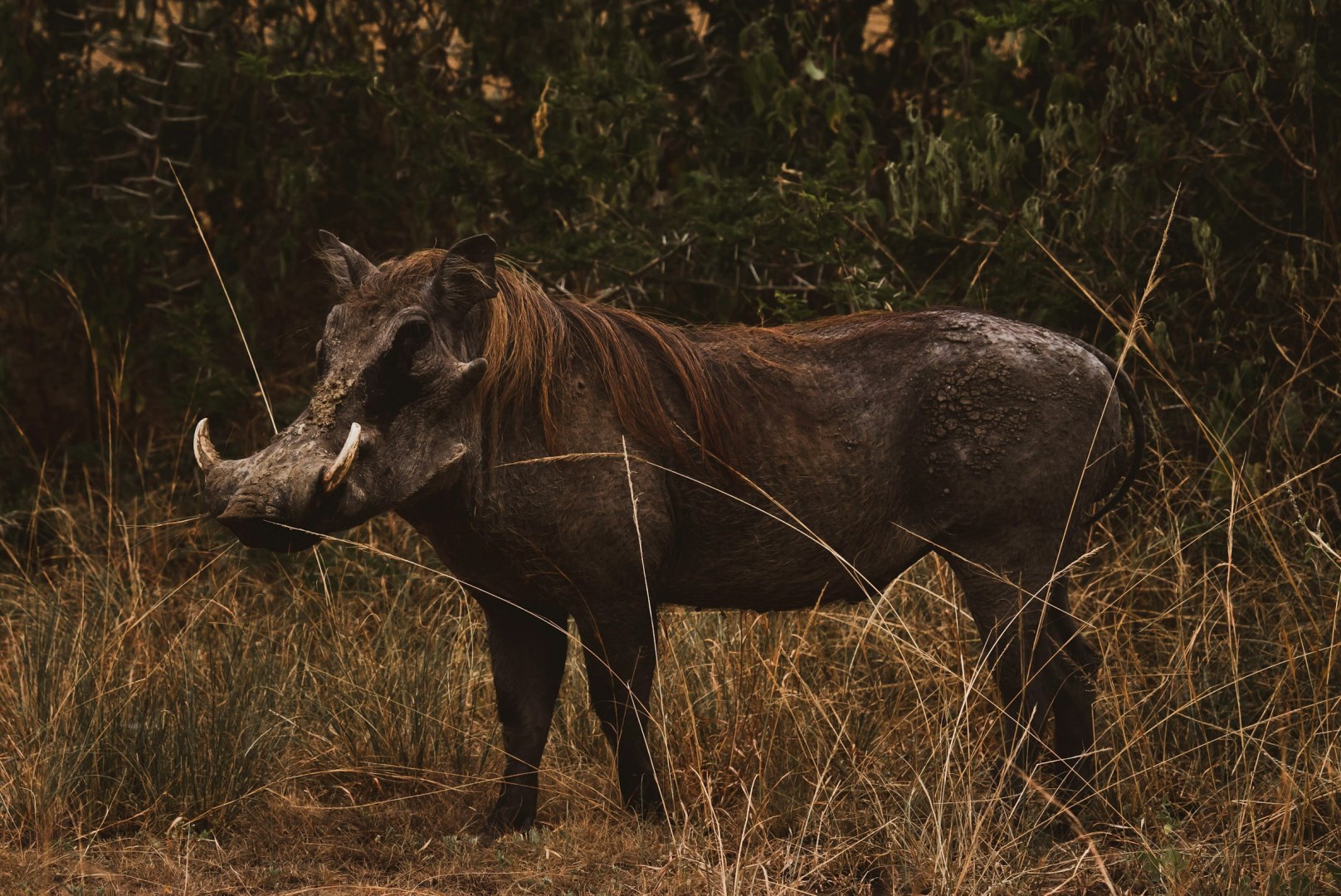 Warthog - Photo Credit: Photo by 2H Media on Unsplash