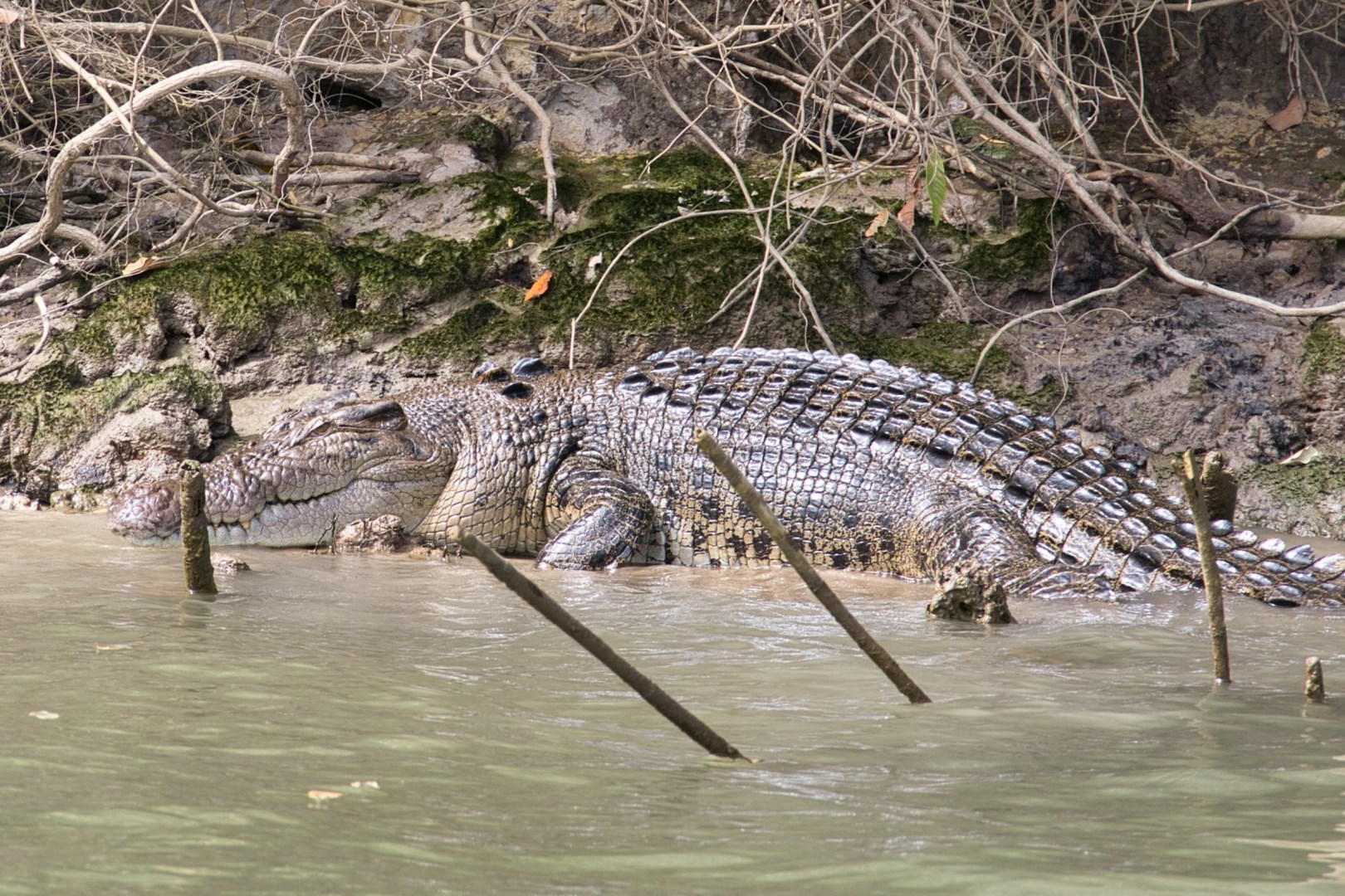 Saltwater crocodile - Photo Credit: Photo by Kaptured by Kasia on Unsplash