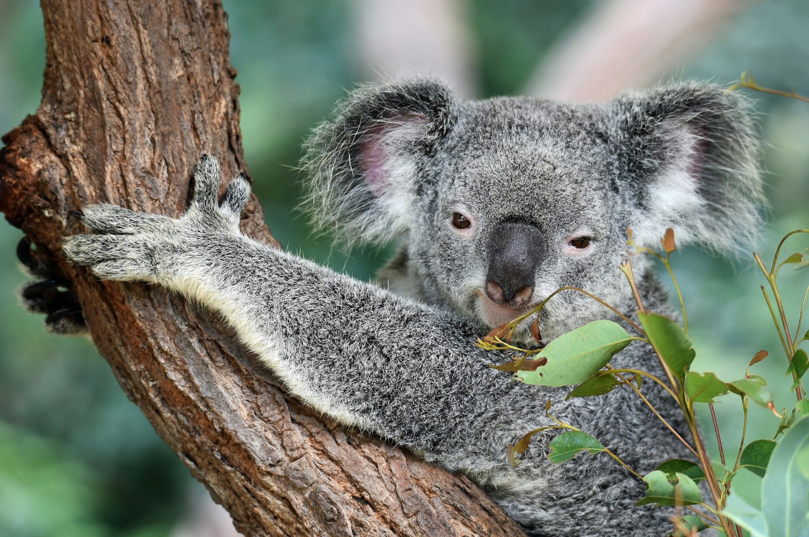 Kuranda