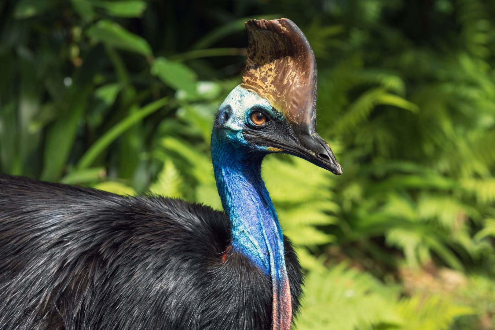A cassowary at Birdworld - Photo Credit: Photo by David Clode on Unsplash