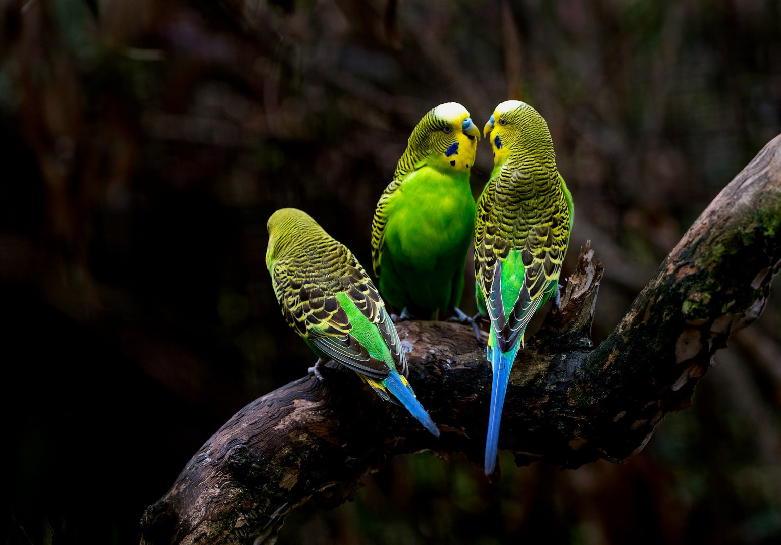 Budgies - Photo Credit: Photo by David Clode on Unsplash