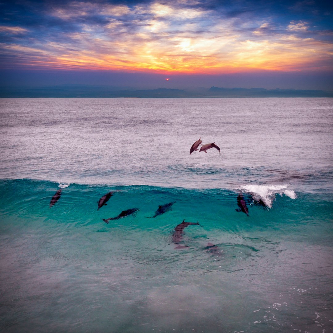 Dolphins - Photo Credit: Photo by Nick Dunn on Unsplash