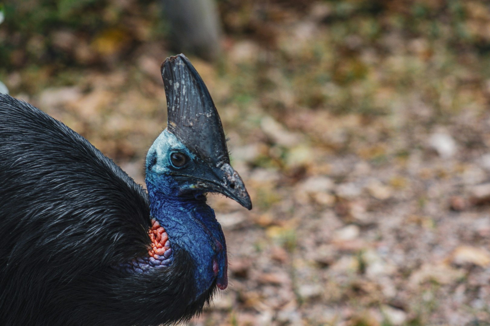 Cassowary - Photo Credit: Photo by Daniel Pelaez Duque on Unsplash