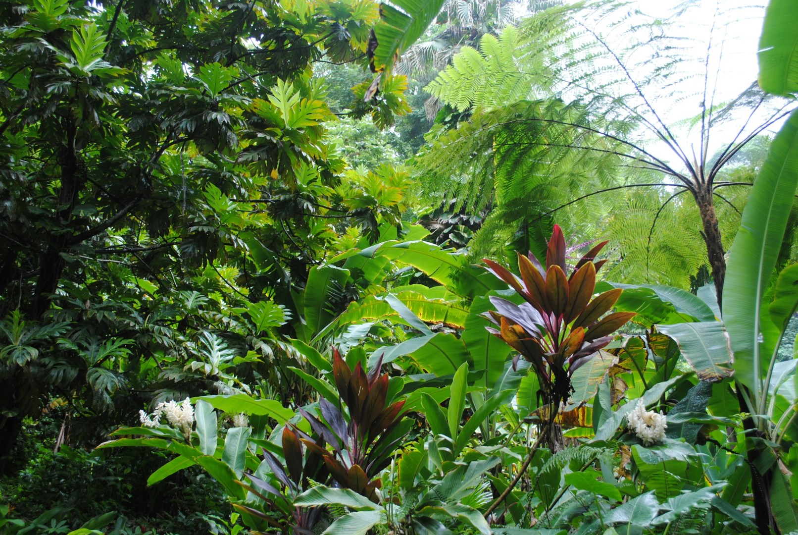 Diamond Botanical Gardens - Photo Credit: Photo by JR Harris on Unsplash