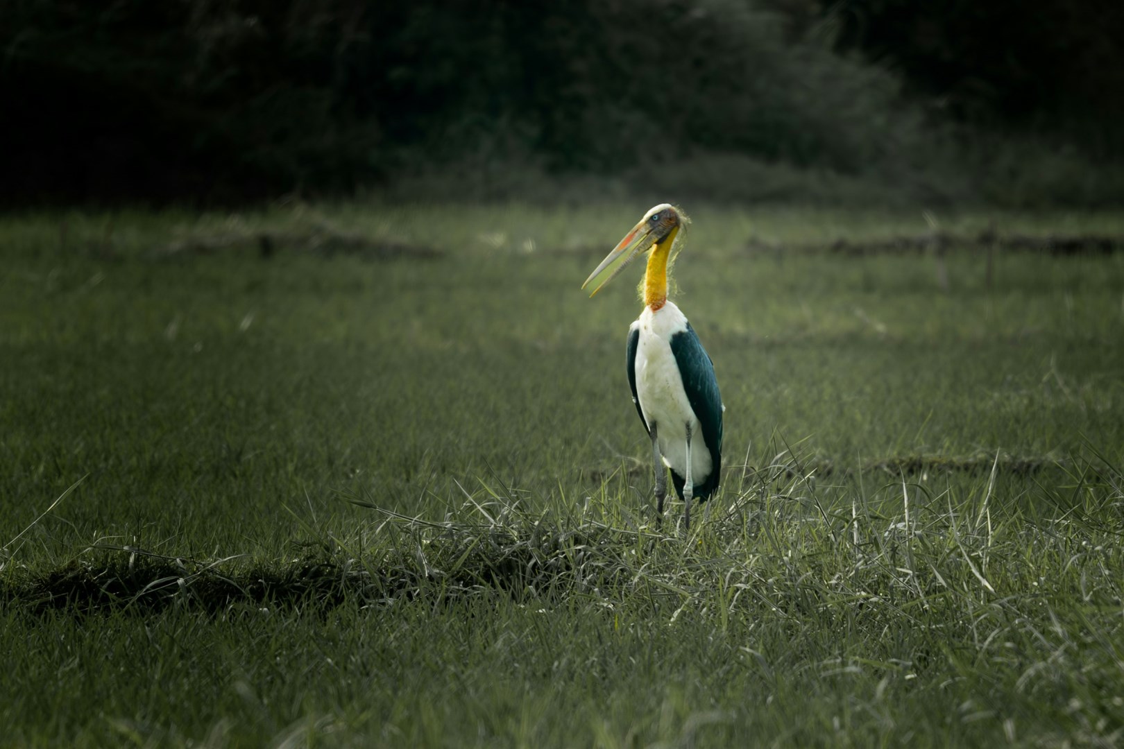 Lesser Adjutant Stork - Photo Credit: Photo by Sushanta Rokka on Unsplash