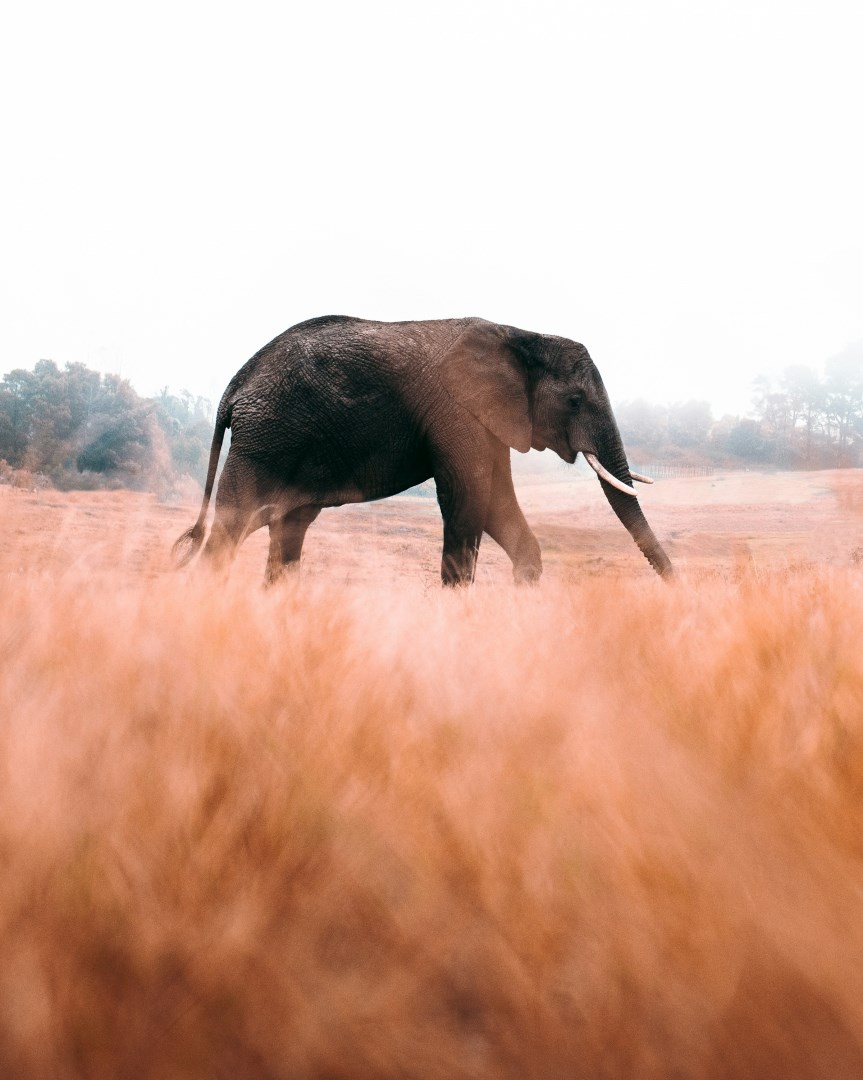  Photo Credit: Photo by redcharlie on Unsplash