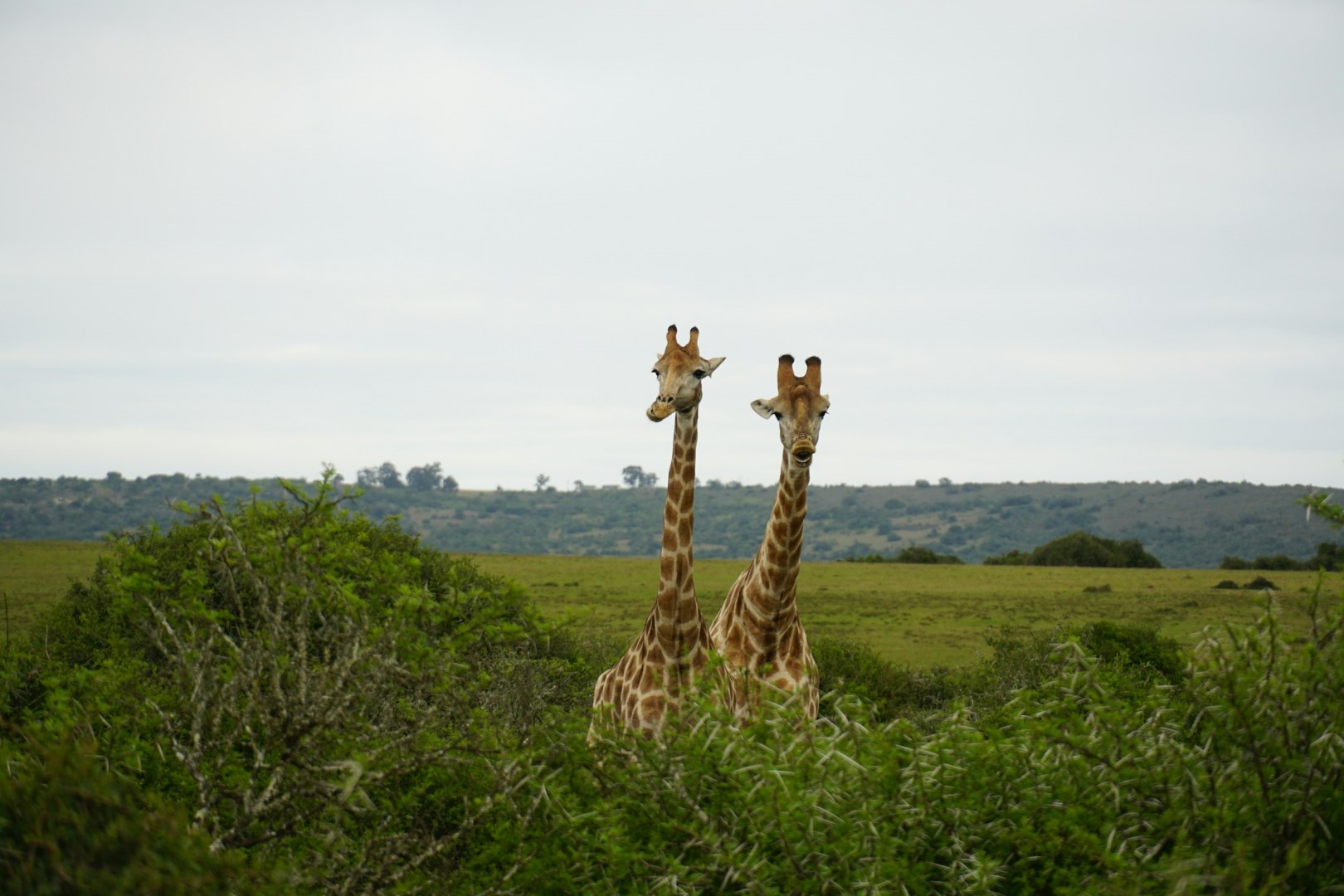 Shamwari Private Reserve