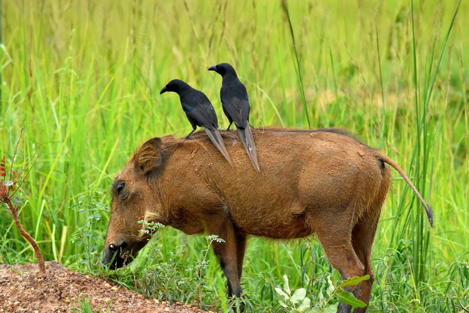 Oxpeckers sitting on top of warthog - Photo Credit: Photo by Ivan Sabayuki on Unsplash