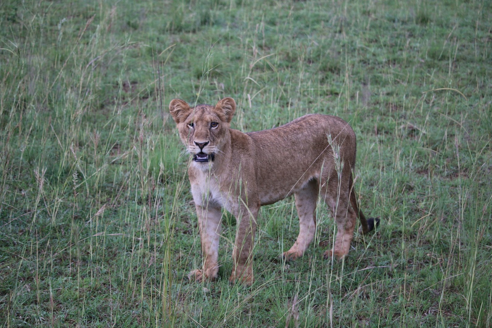 Lion - Photo Credit: Photo by Gabriel Schumacher on Unsplash