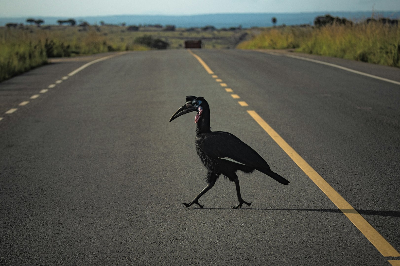 Hornbill - Photo Credit: Photo by Michael Starkie on Unsplash