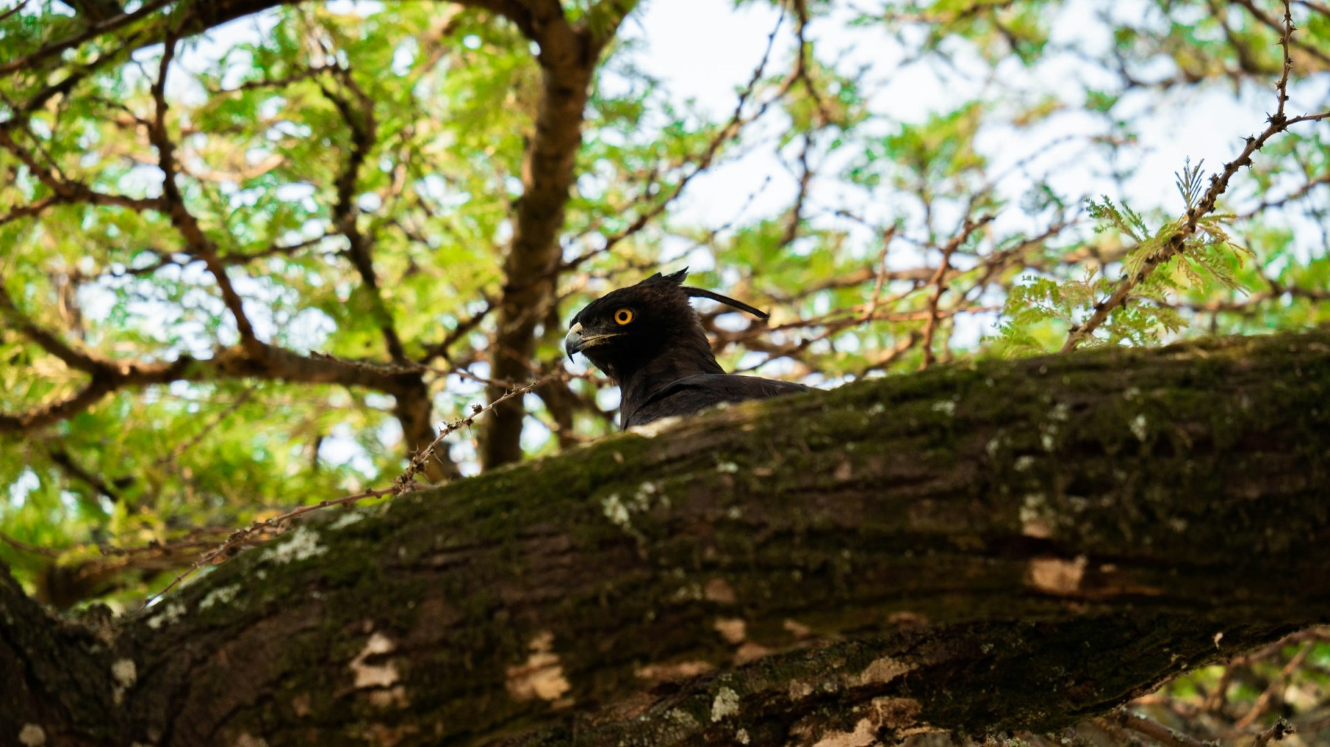 Hippo in the Kazinga Channel - Photo Credit: Photo by 2H Media on Unsplash