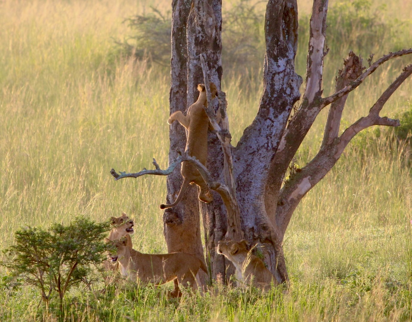 Lions - Photo Credit: Photo by Gabriel Schumacher on Unsplash