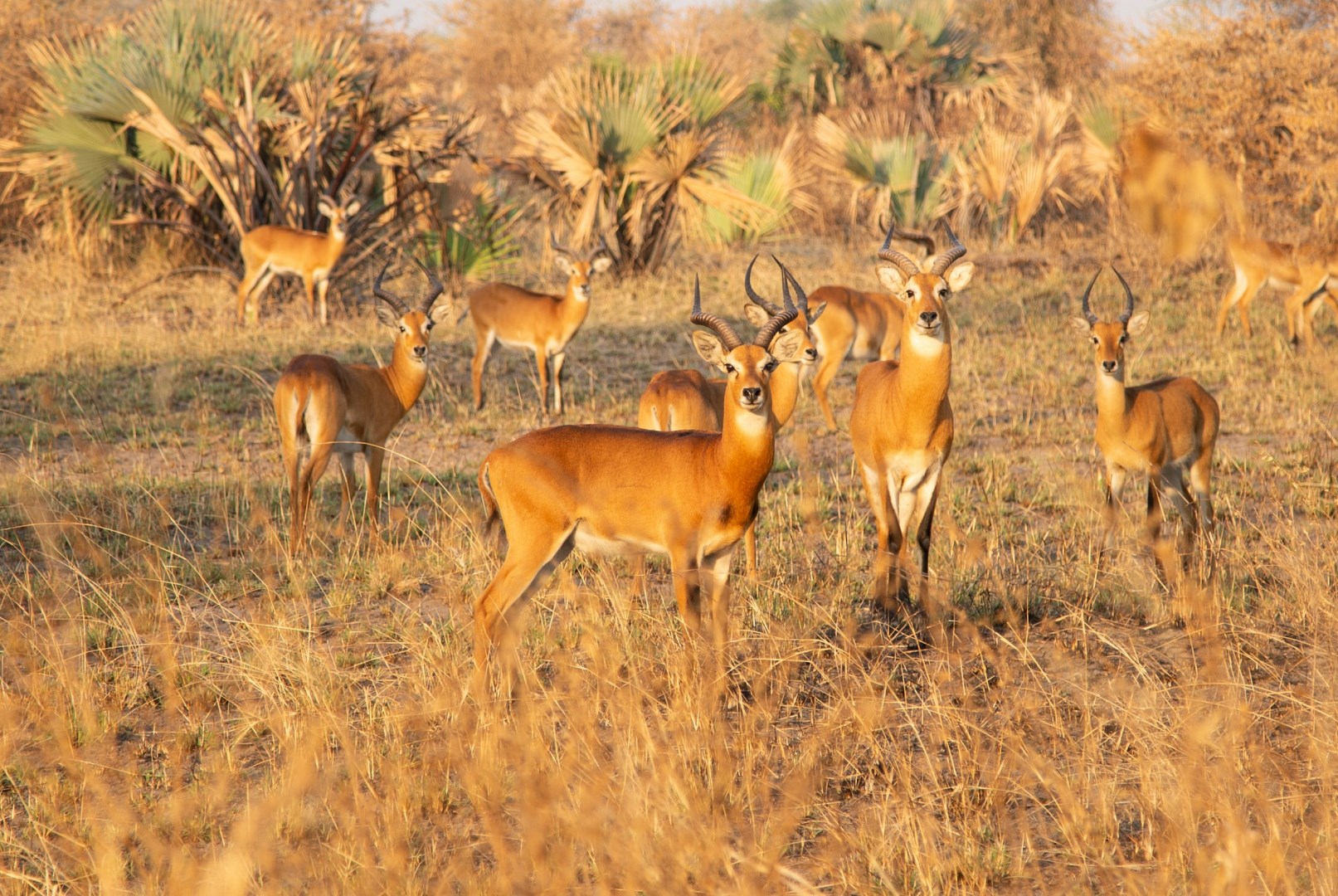 Antelope - Photo Credit: Photo by Sam Balye on Unsplash