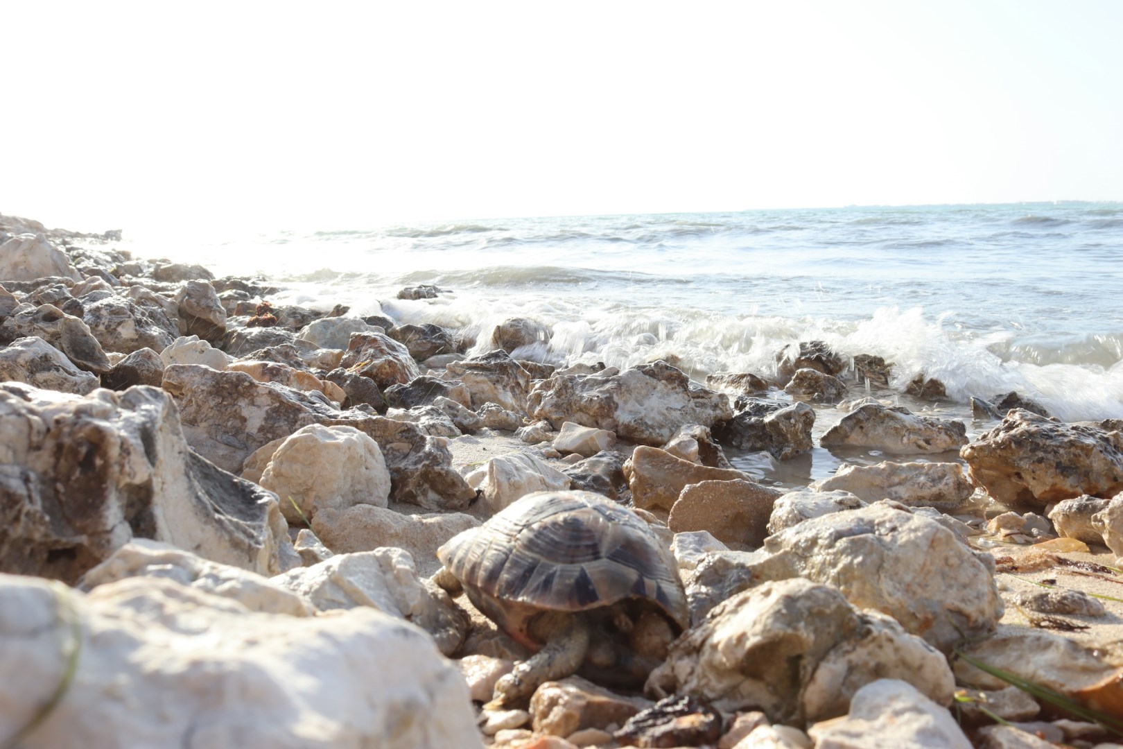  Photo Credit: Photo by sara mazhar on Unsplash