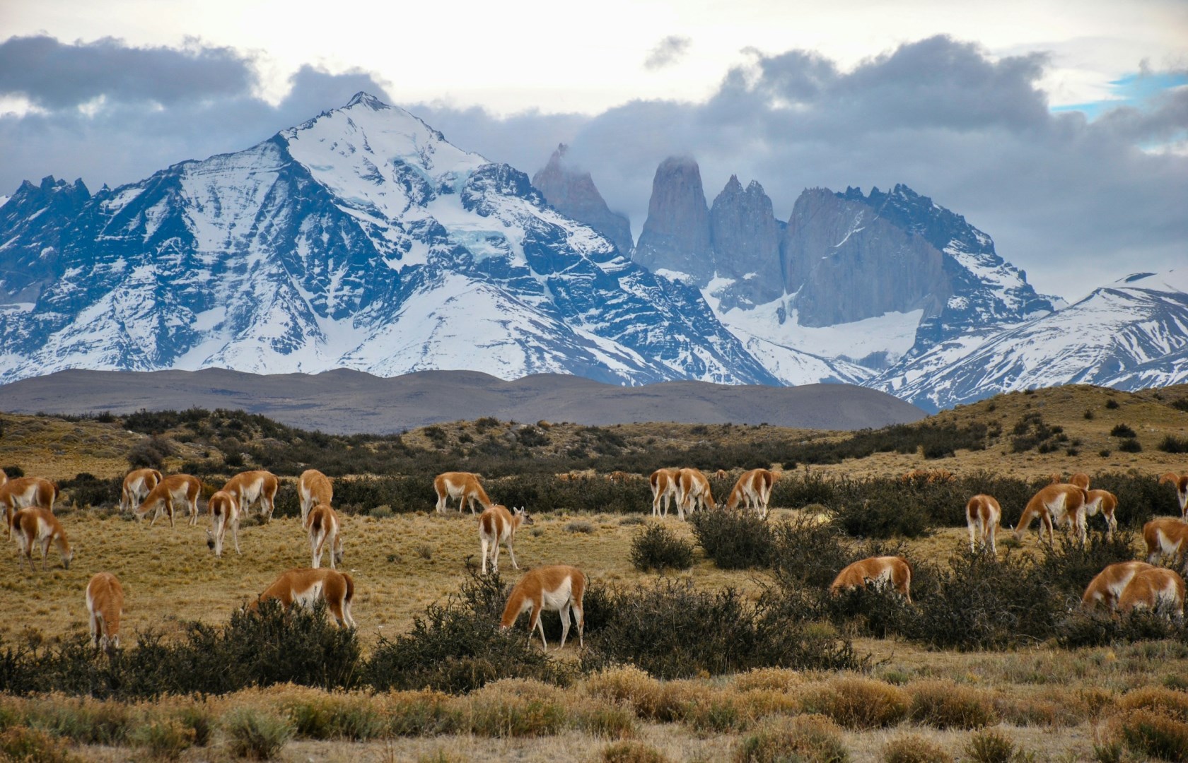Guanacos - Photo Credit: Photo by Alex Wolowiecki on Unsplash