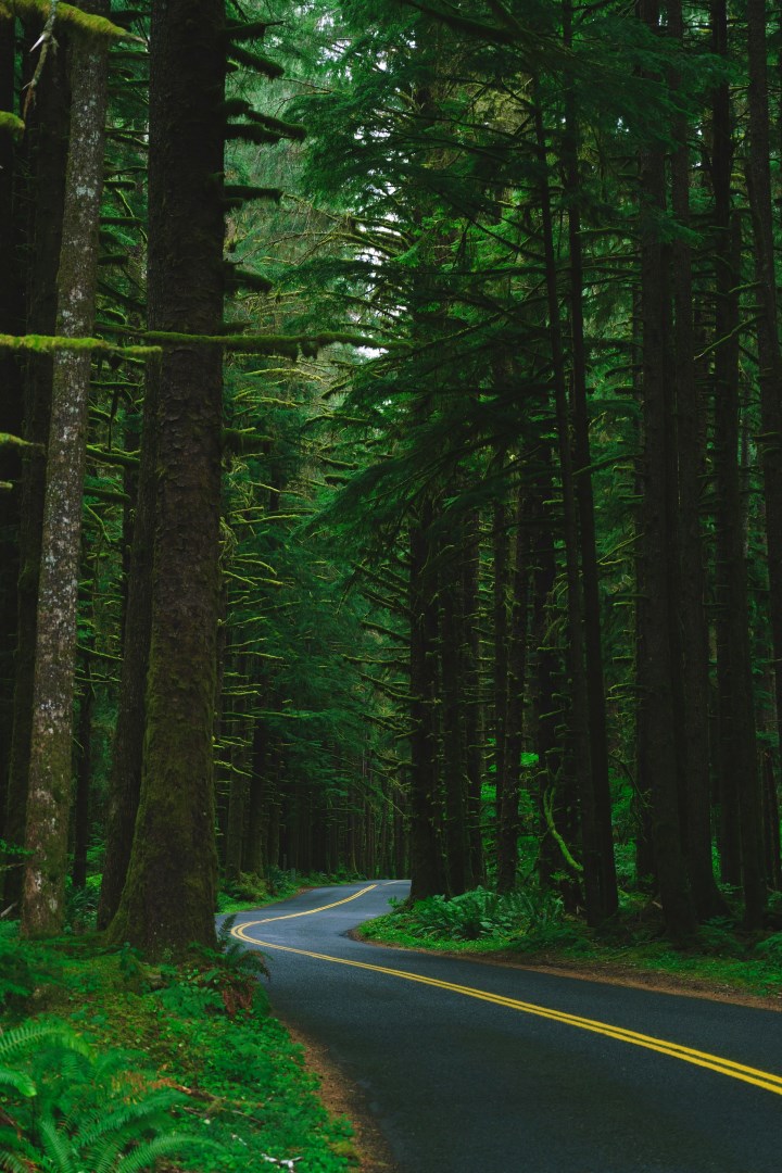 Hoh Rainforest - Photo Credit: Photo by Joshua Woroniecki on Unsplash