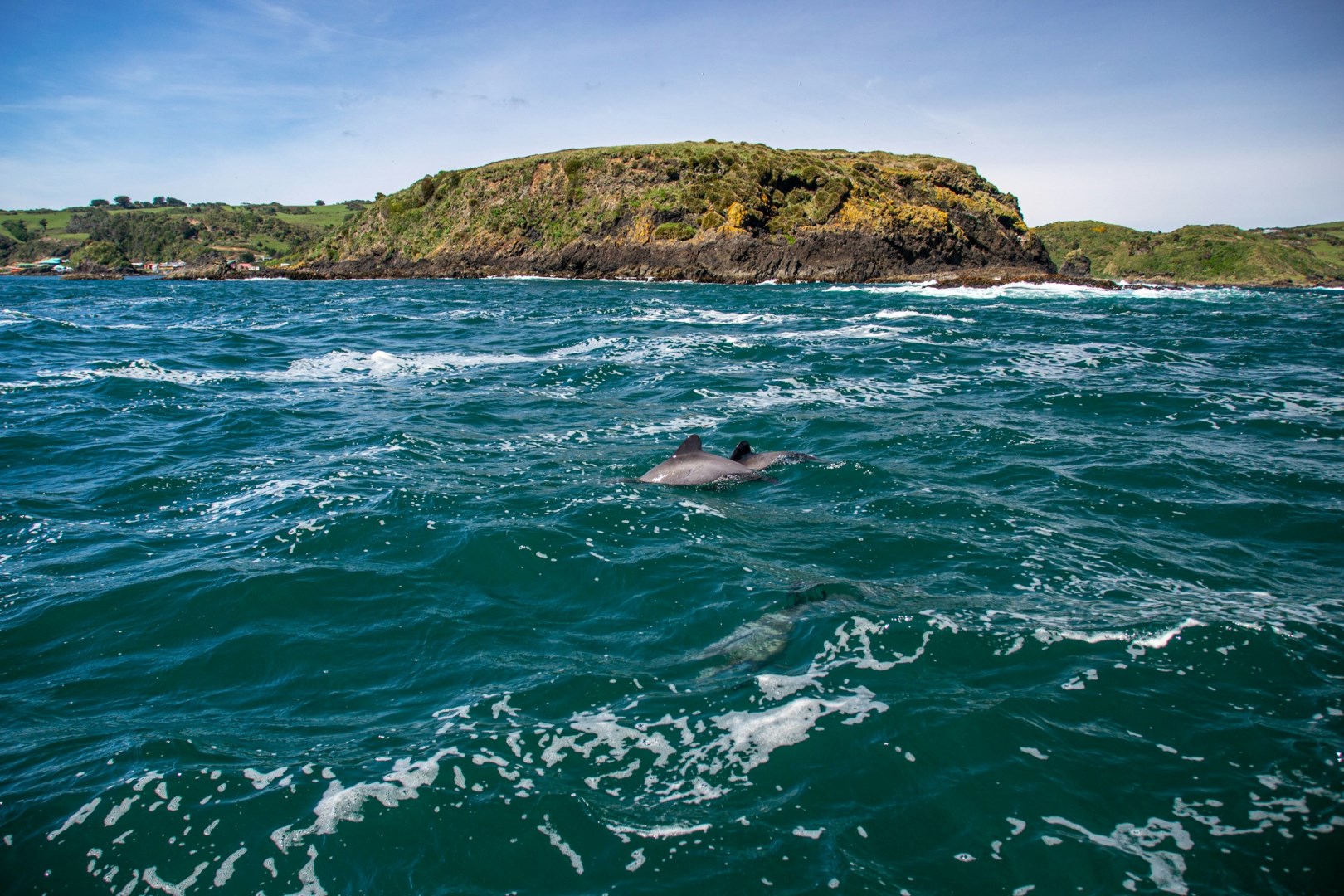 Dolphins - Photo Credit: Photo by David Vives on Unsplash
