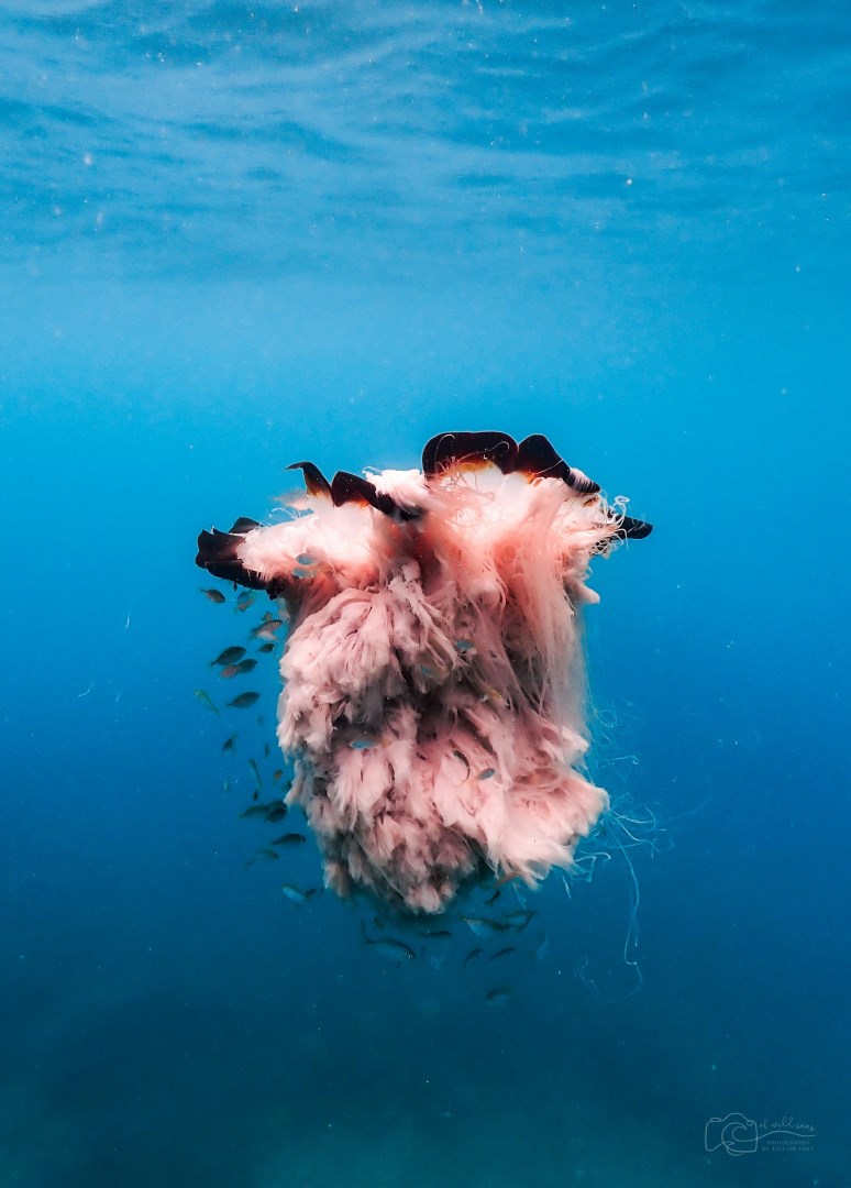 Lion's mane jellyfish - Photo Credit: Photo by Kristin Hoel on Unsplash