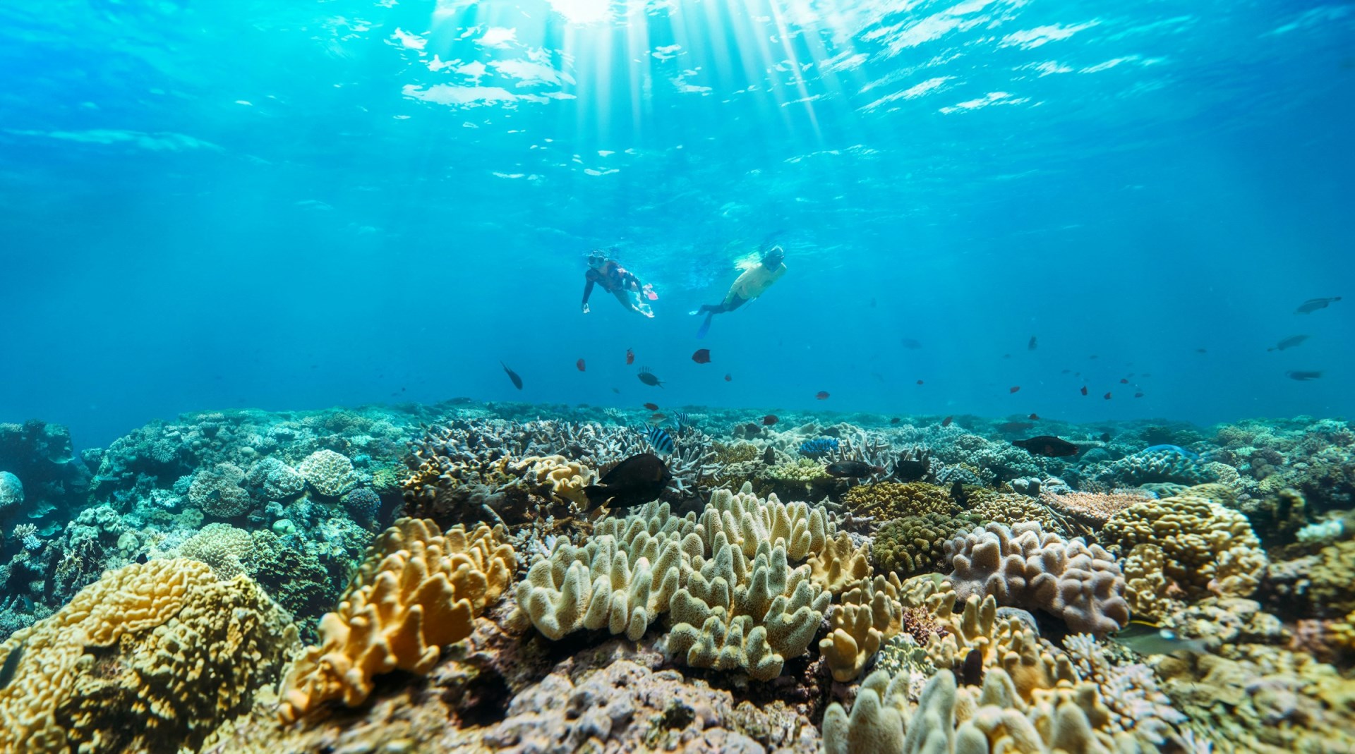 Snorkeling - Photo Credit: Photo by Queensland, Australia on Unsplash