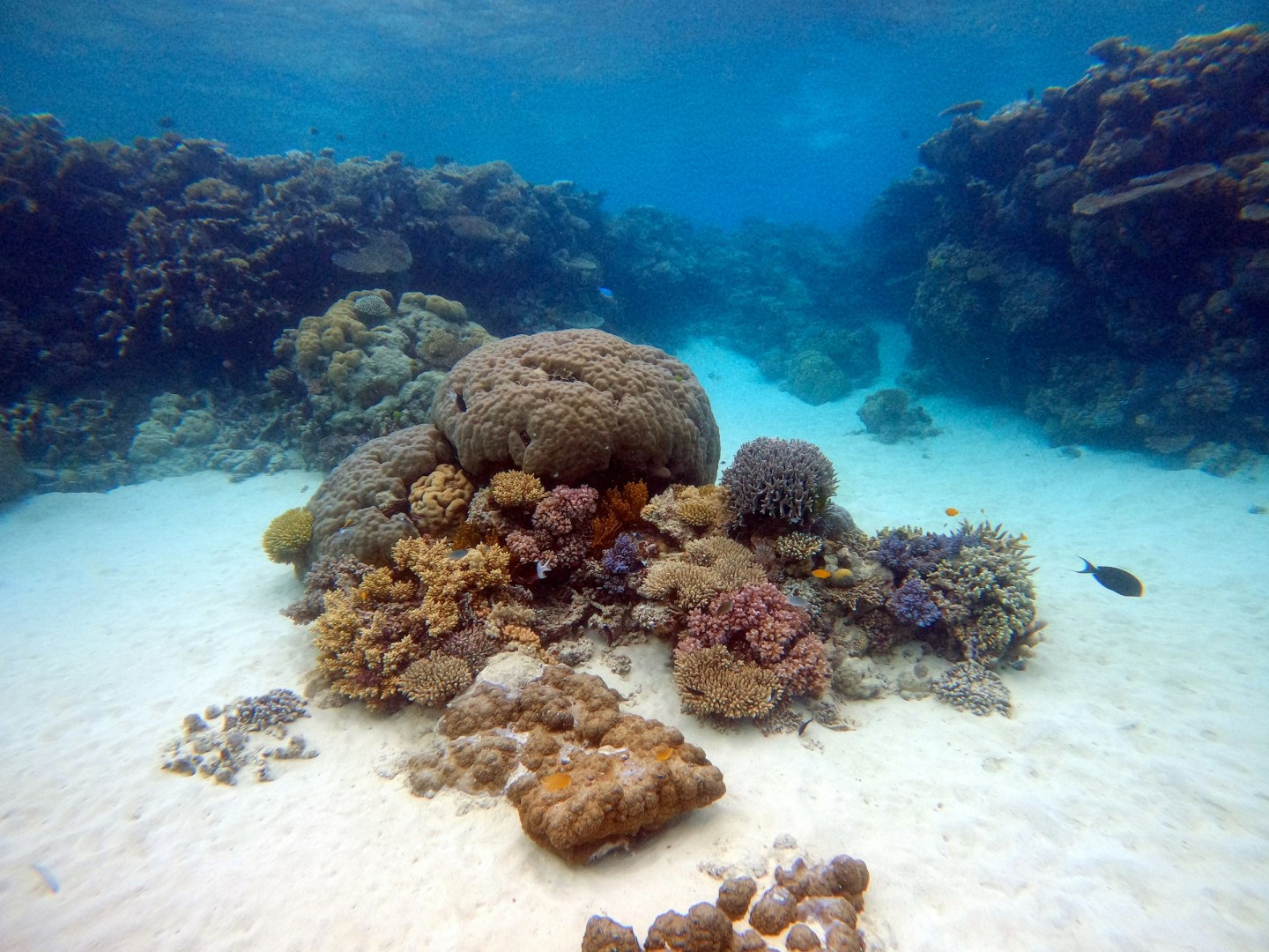 Ribbon Reef 5 - Photo Credit: Photo by Daniel Pelaez Duque on Unsplash