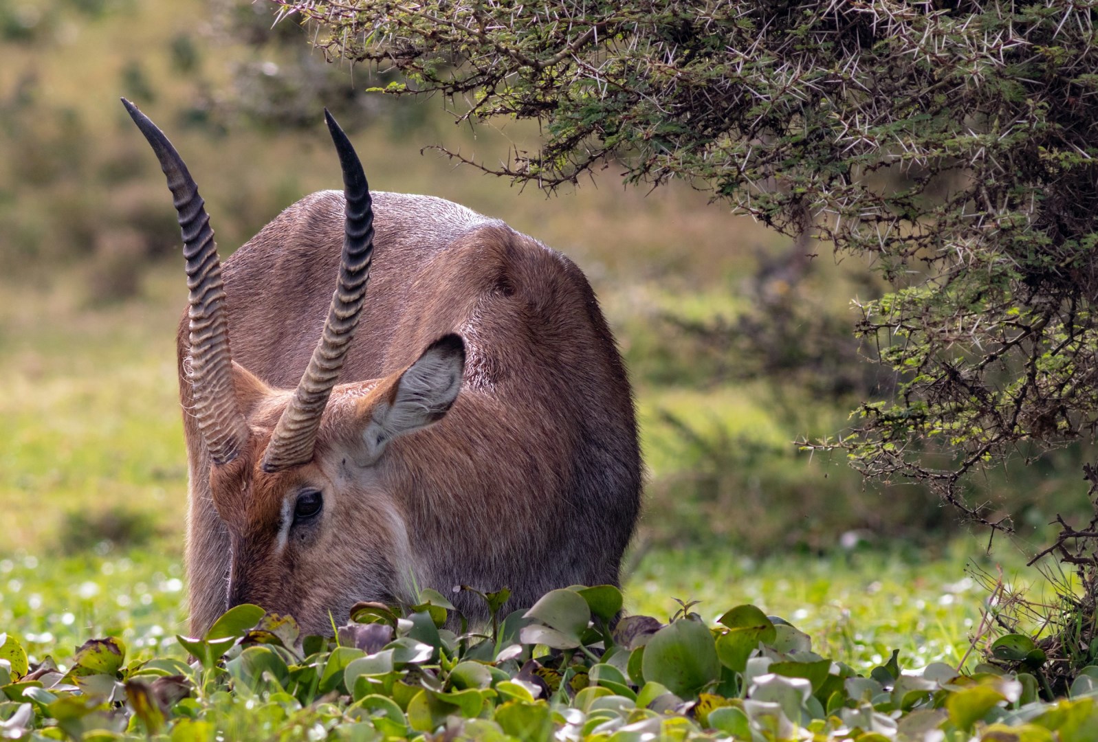 Waterbuck - Photo Credit: Photo by Neil and Zulma Scott on Unsplash