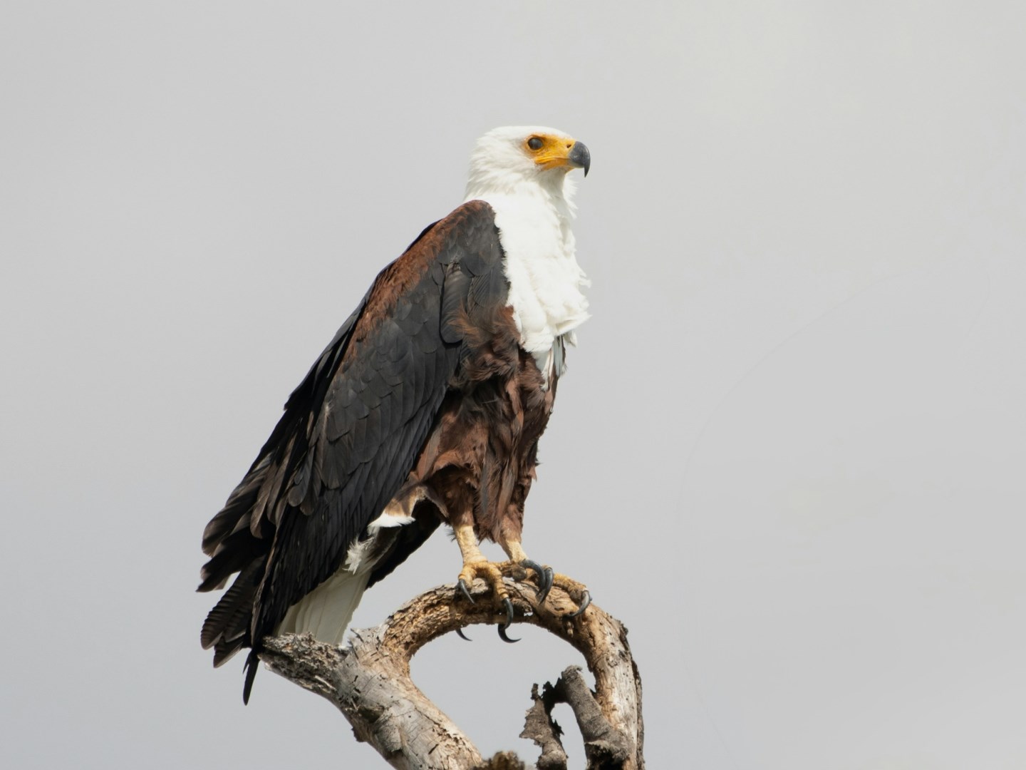 African fish eagle - Photo Credit: Photo by Hongbin on Unsplash