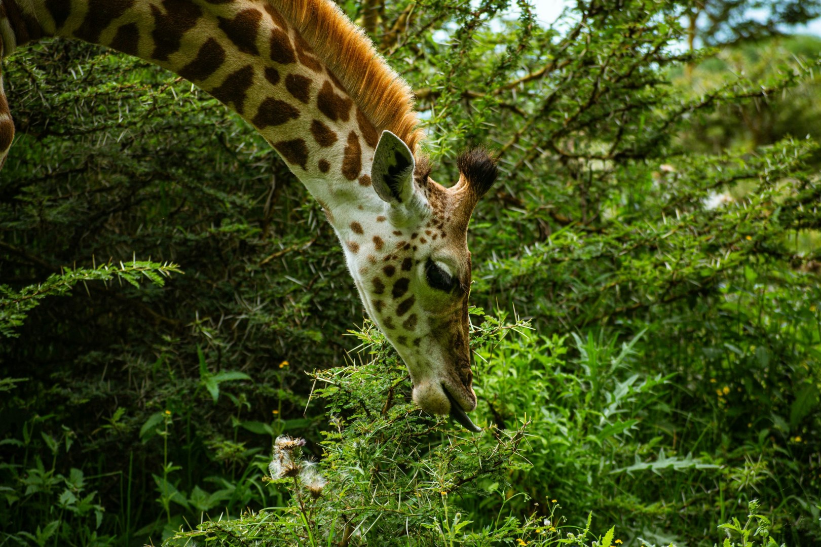  Photo Credit: Photo by Brian Kungu on Unsplash