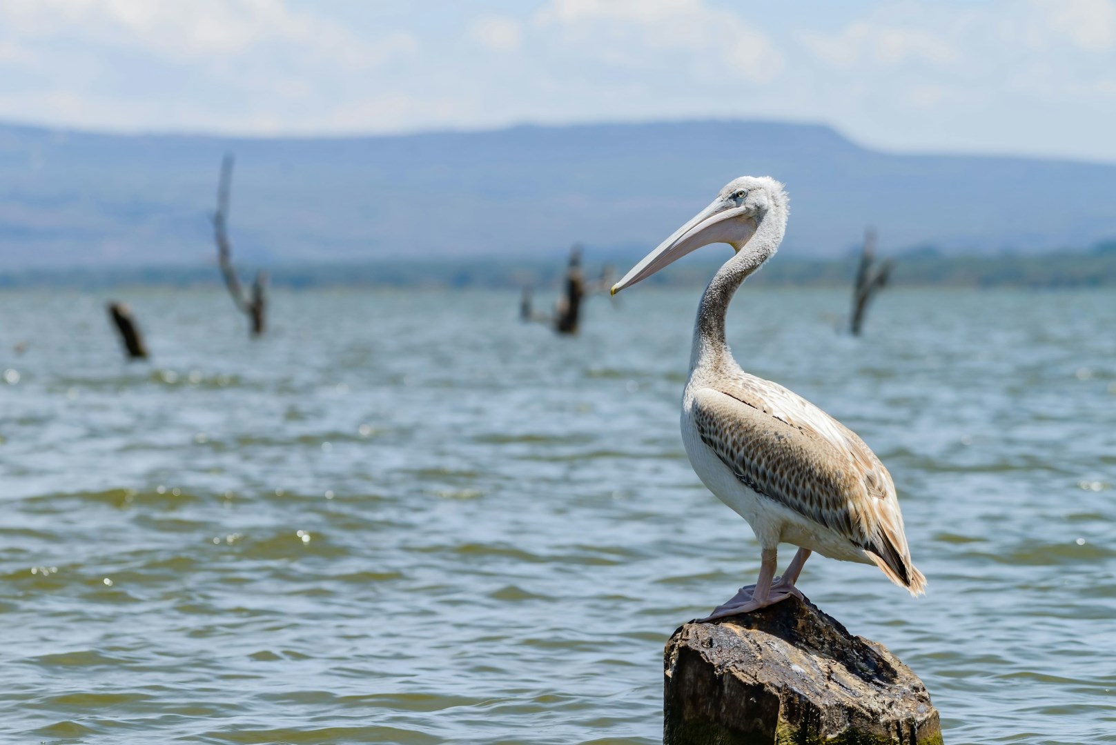  Photo Credit: Photo by Naveen Naidu on Unsplash