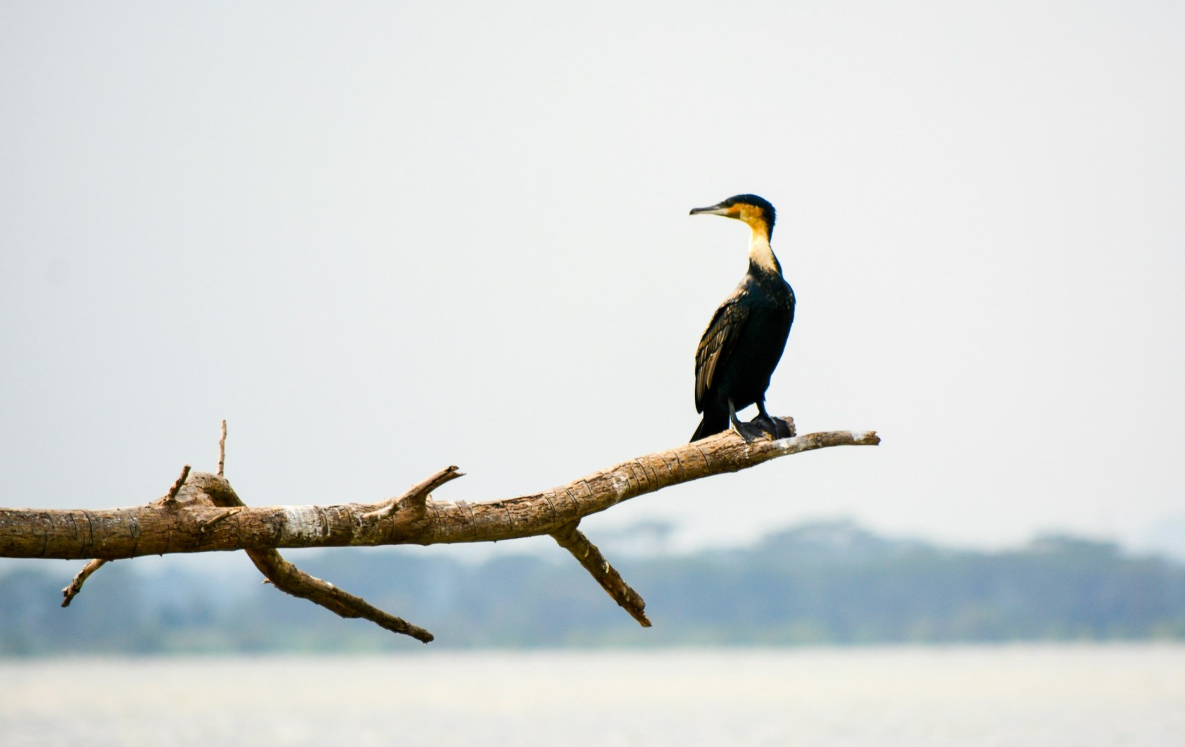  Photo Credit: Photo by Sneha Cecil on Unsplash