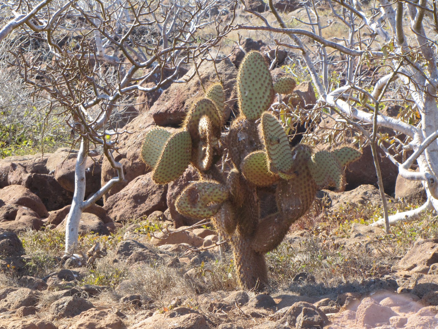  Photo Credit: Photo by David Berkowitz from Wikimedia