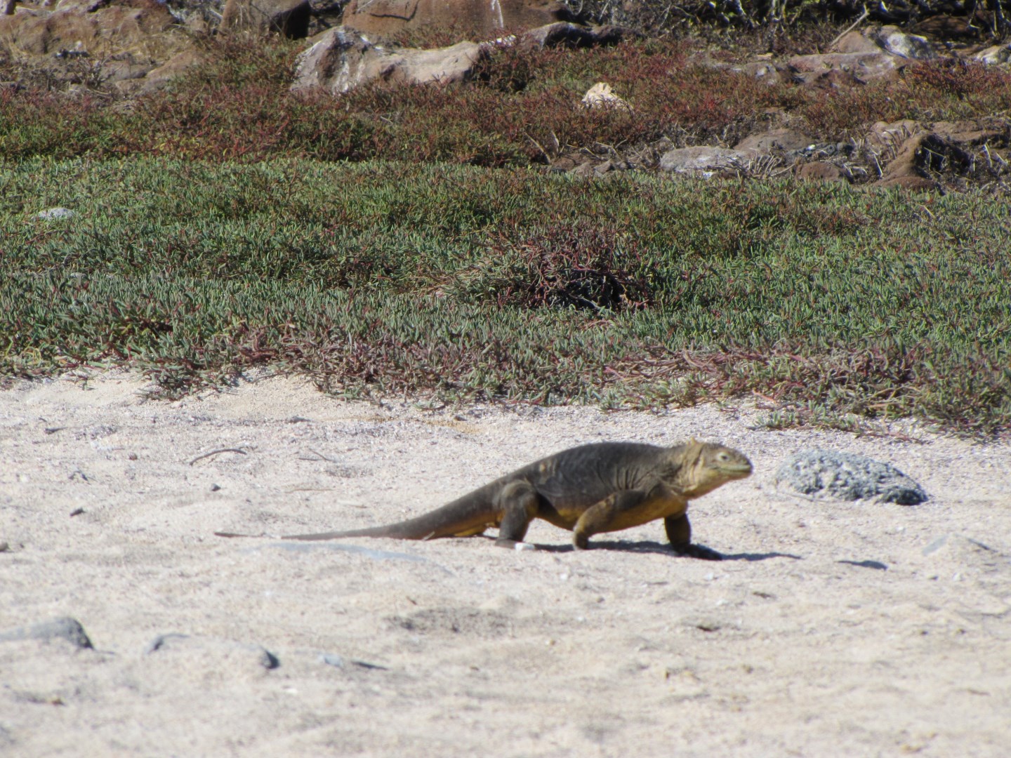 Photo Credit: Photo by David Berkowitz from Wikimedia