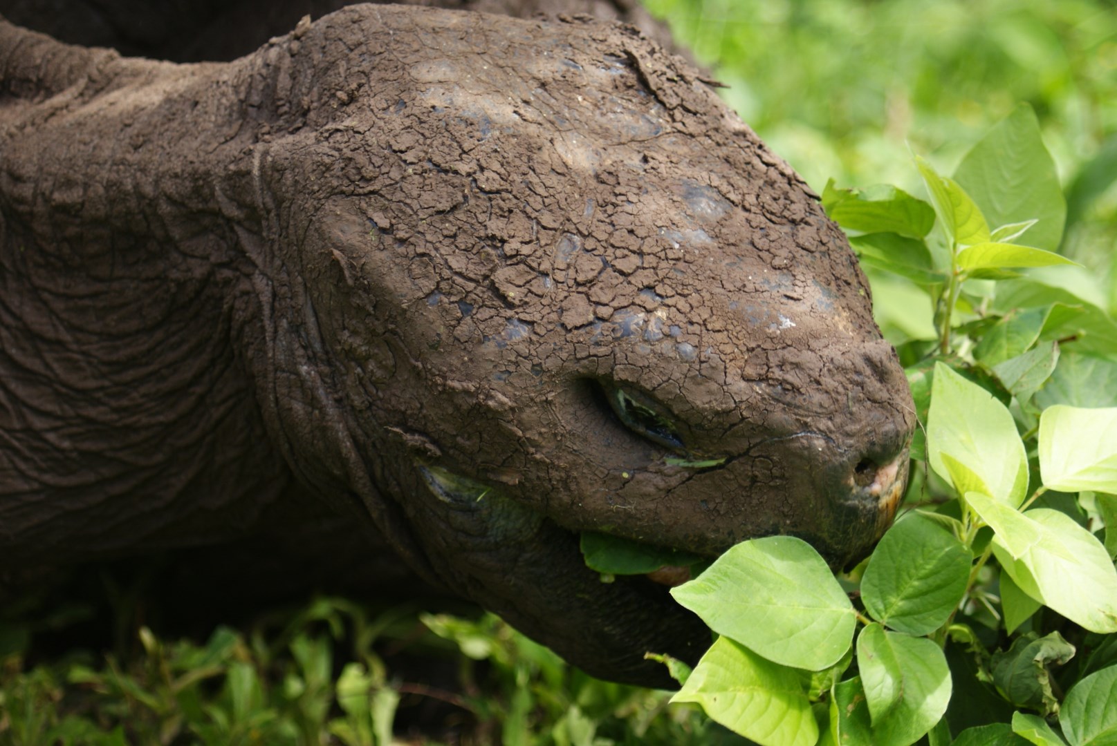 Galapagos tortoise - Photo Credit: Photo by Dallas Krentzel Wikimedia