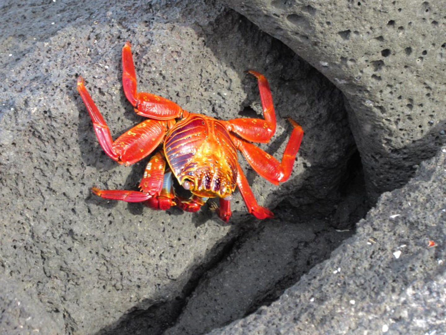 Sally lightfoot crab - Photo Credit: Photo by David Stanley from Wikimedia