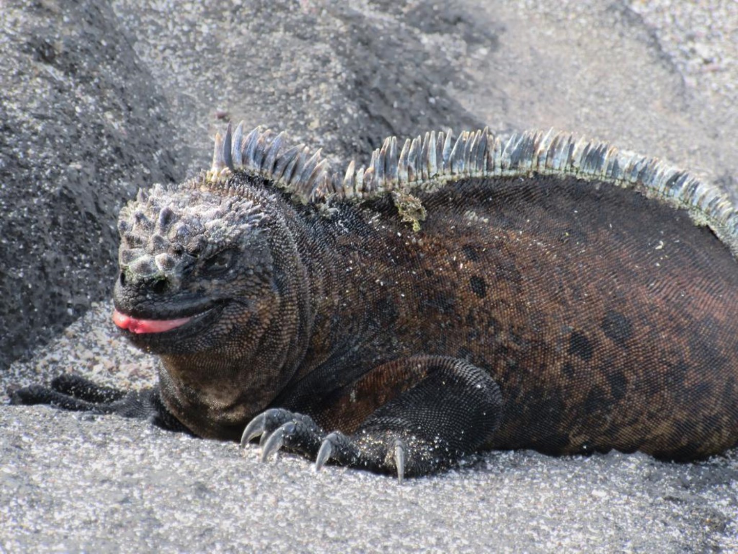  Photo Credit: Photo by David Stanley from Wikimedia