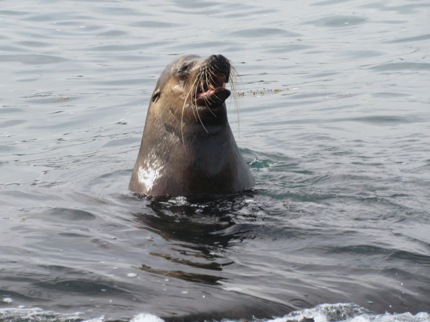  Photo Credit: Photo by David Stanley from Wikimedia